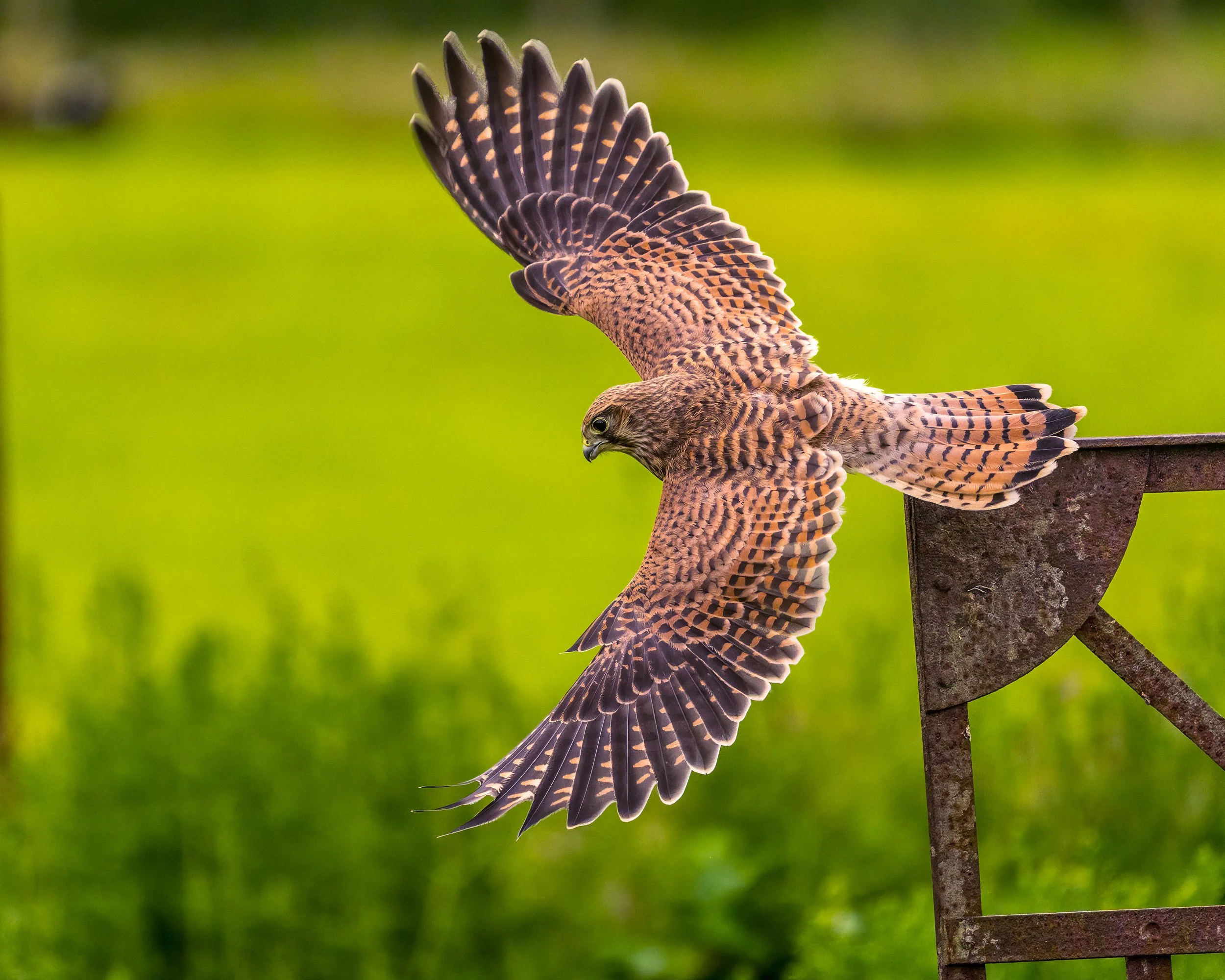 Seeing the kestrels close up, including newly fledged chicks, was such a treat.  