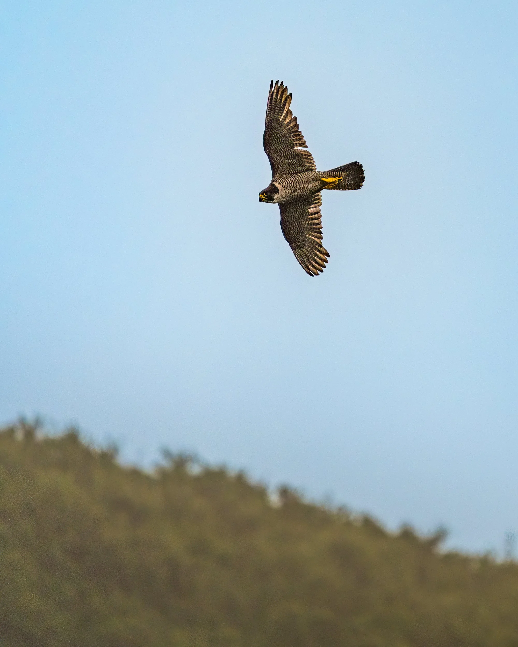On our return journey from Muck Island my first sighting of a Peregrine Falcon.