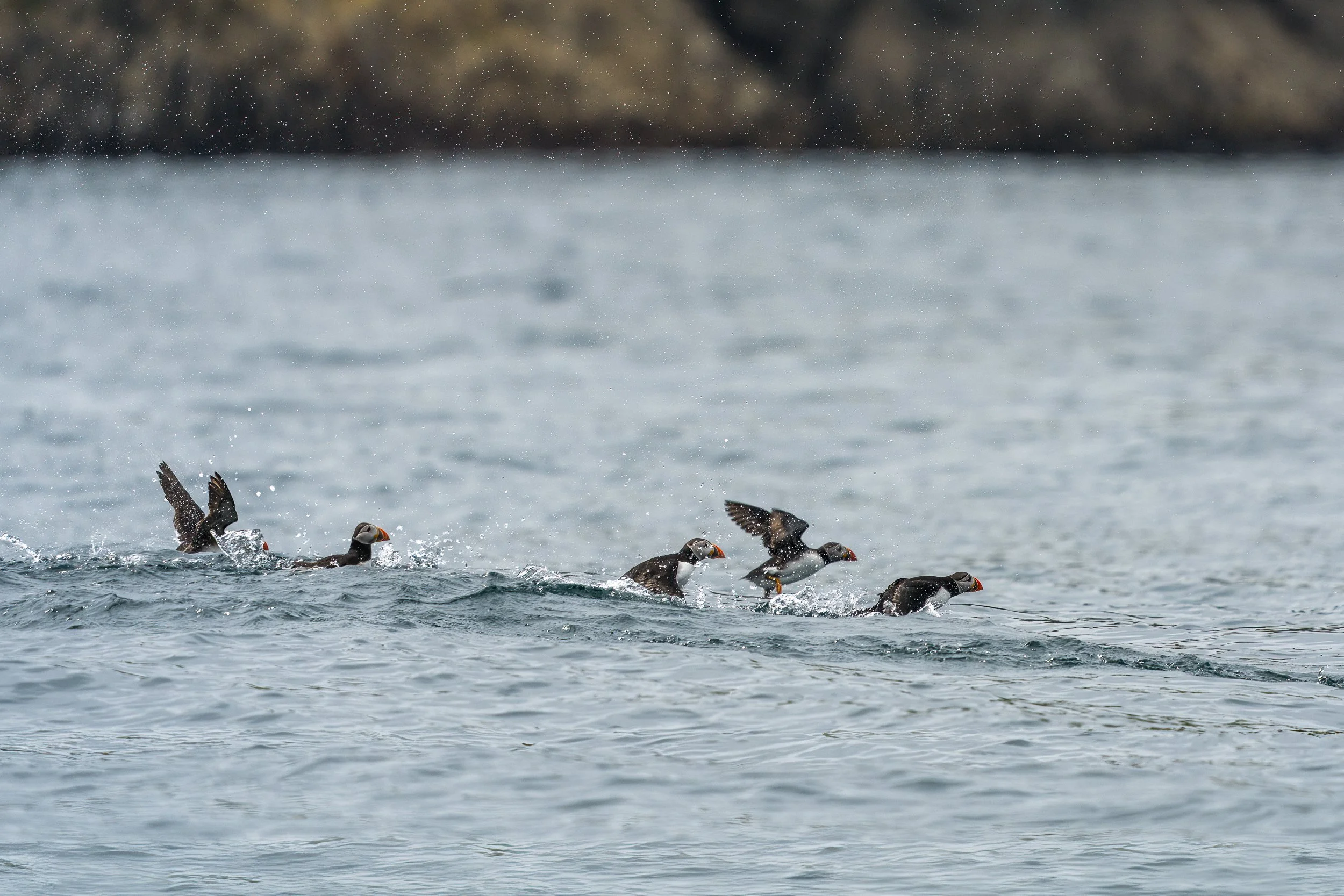 Puffins disturbed by our arrival.