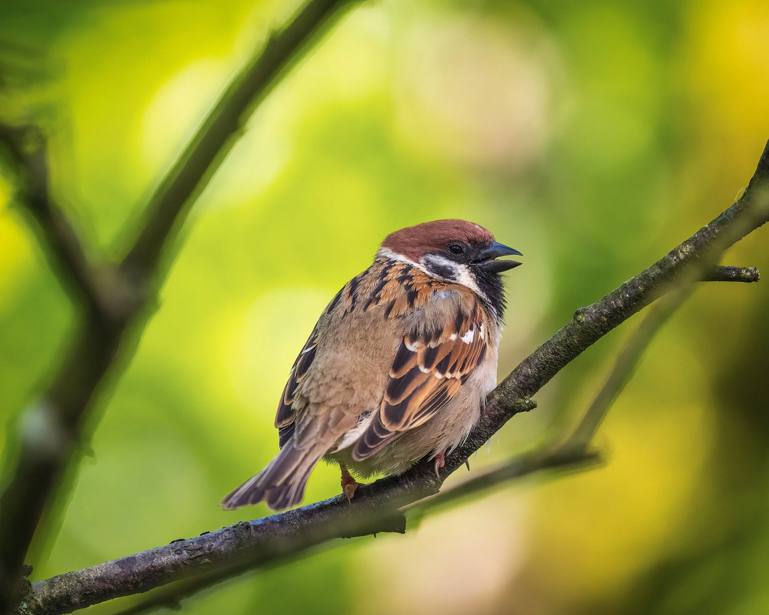 The beautiful hedge sparrow, sadly a rare sight these days.