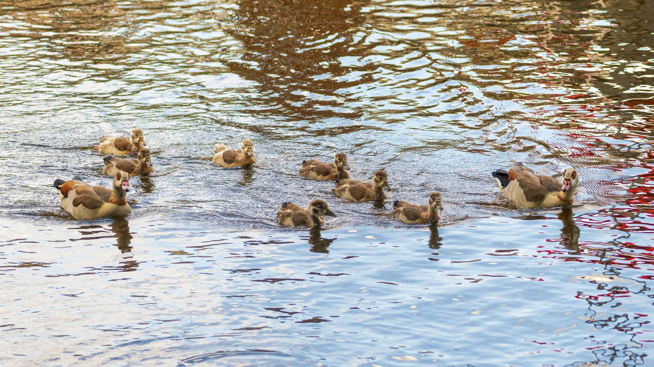 Meet the family.  Egyptian Goose.