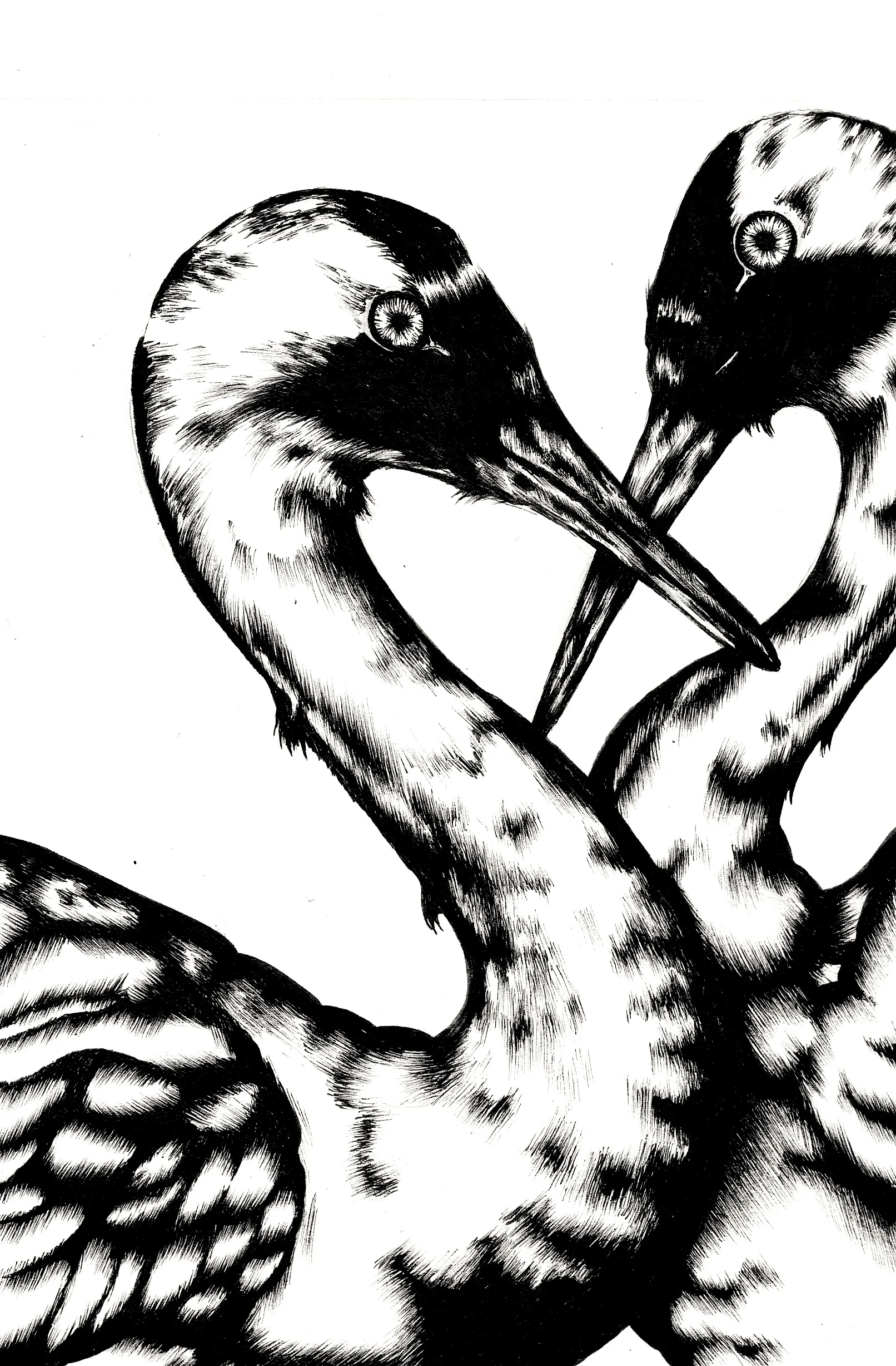 Whooping Cranes (2016) Birds that Stay Together, Forever Ink 