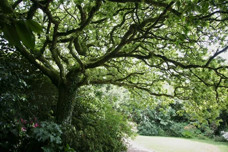 oakingarden.jpg