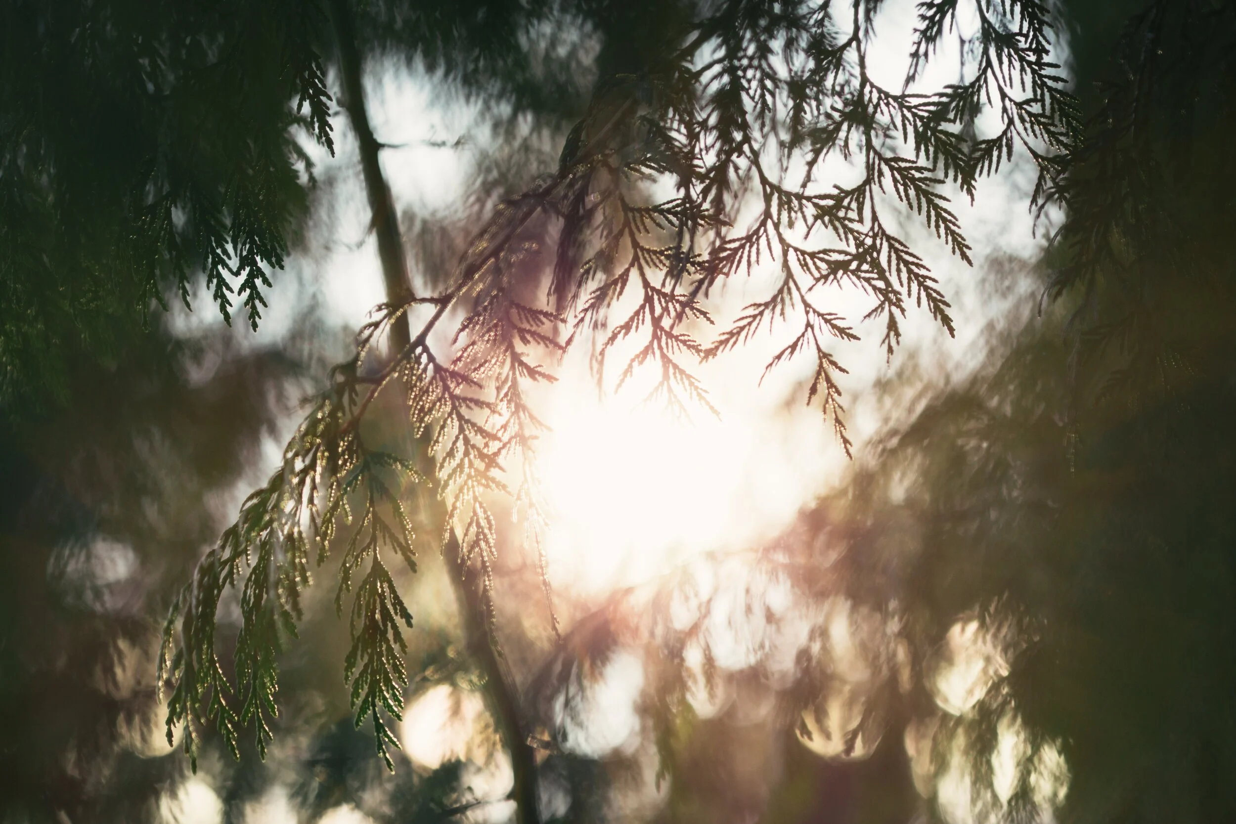 4 Ways to Cultivate Gratitude and Hope in the days of Covid.