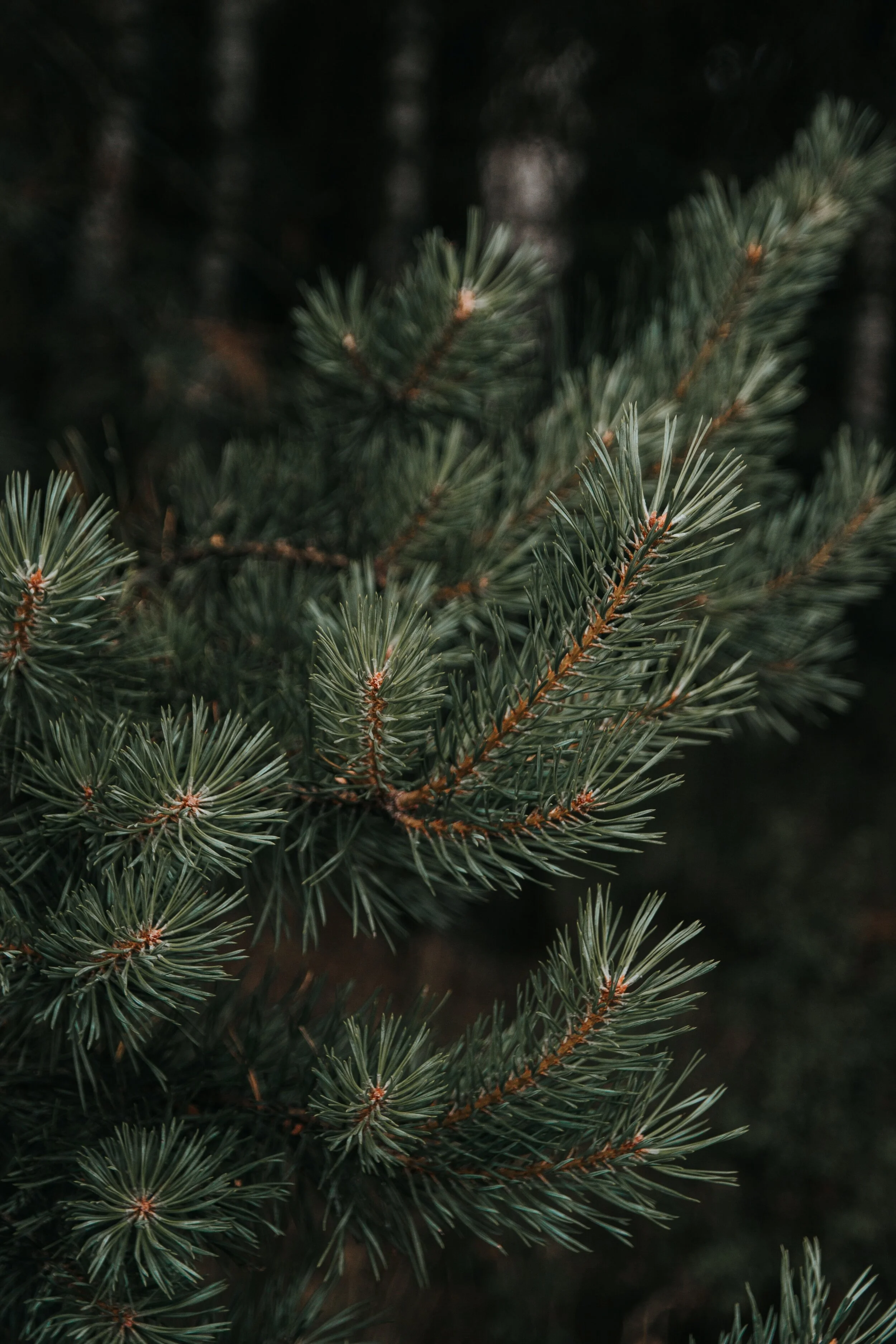 Advent Week 2: Comfort