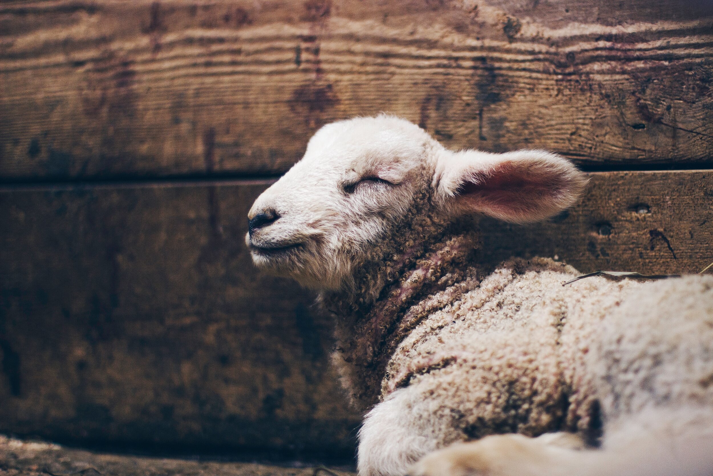 True Story: God Rescues (the passover)