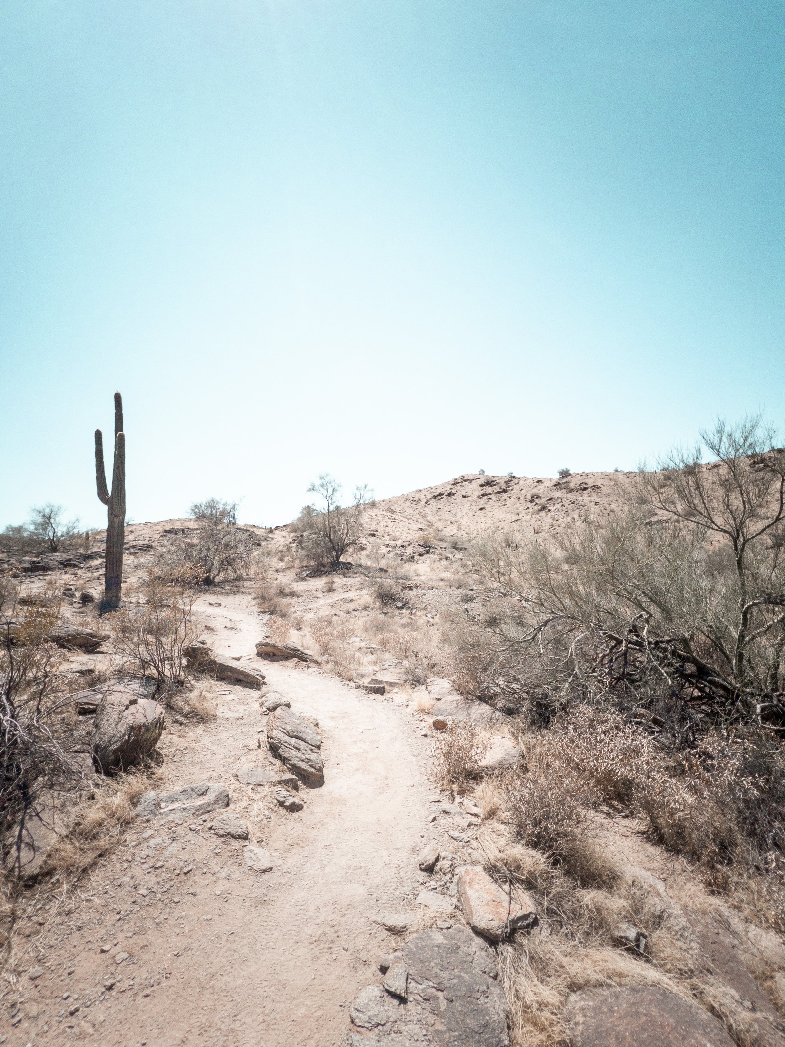 Psalm 63: A Psalm For the Desert Times