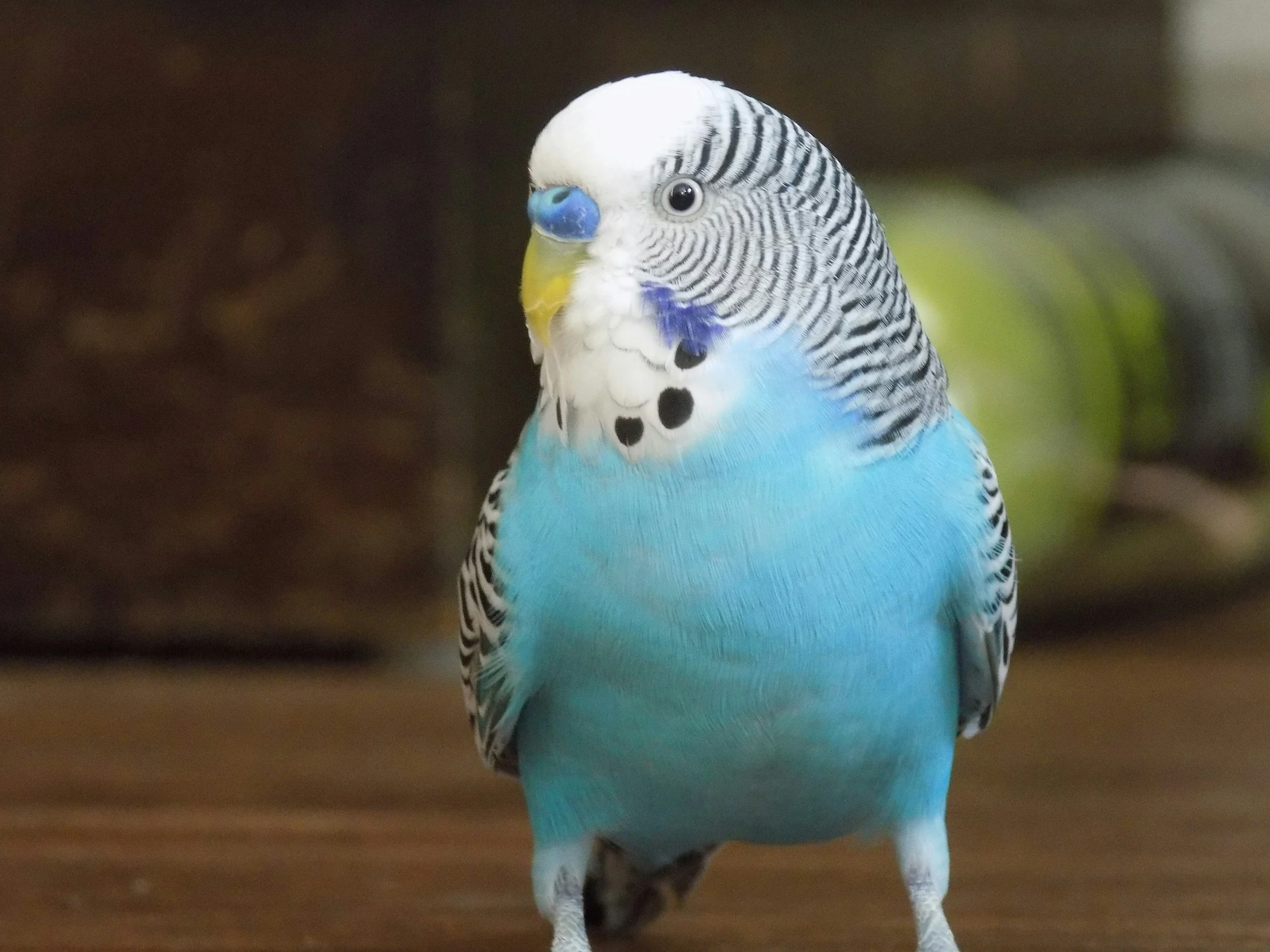 Last Call: Blue Parakeet