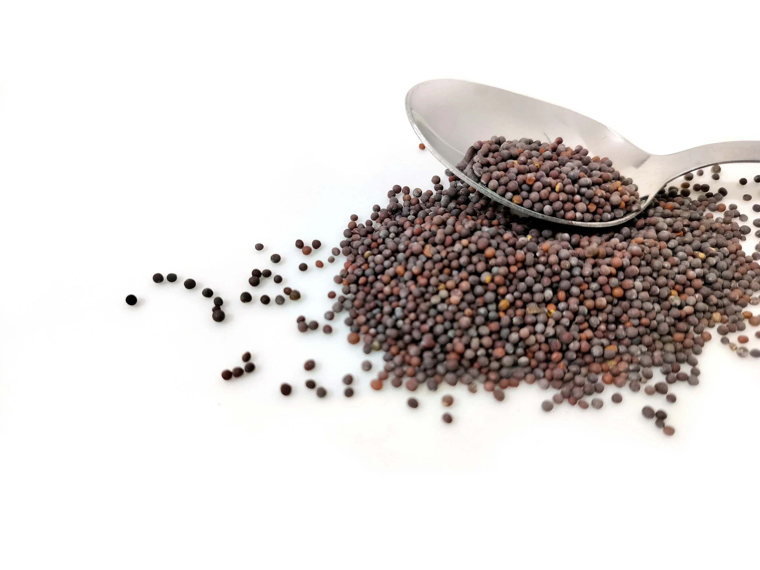 Kingdom Stories: The Mustard Seed Kingdom