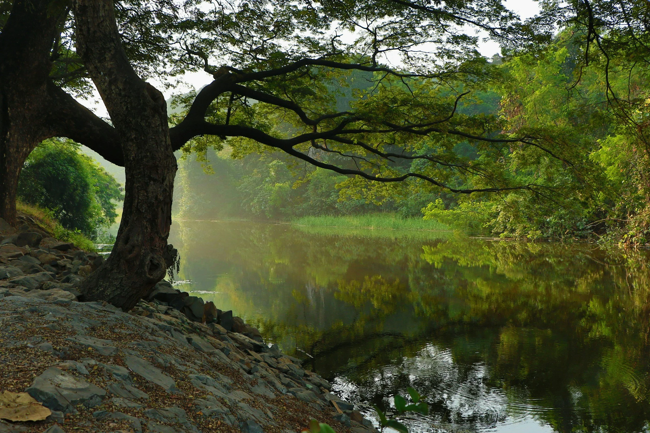 Scripture Meditation (Psalm 1)