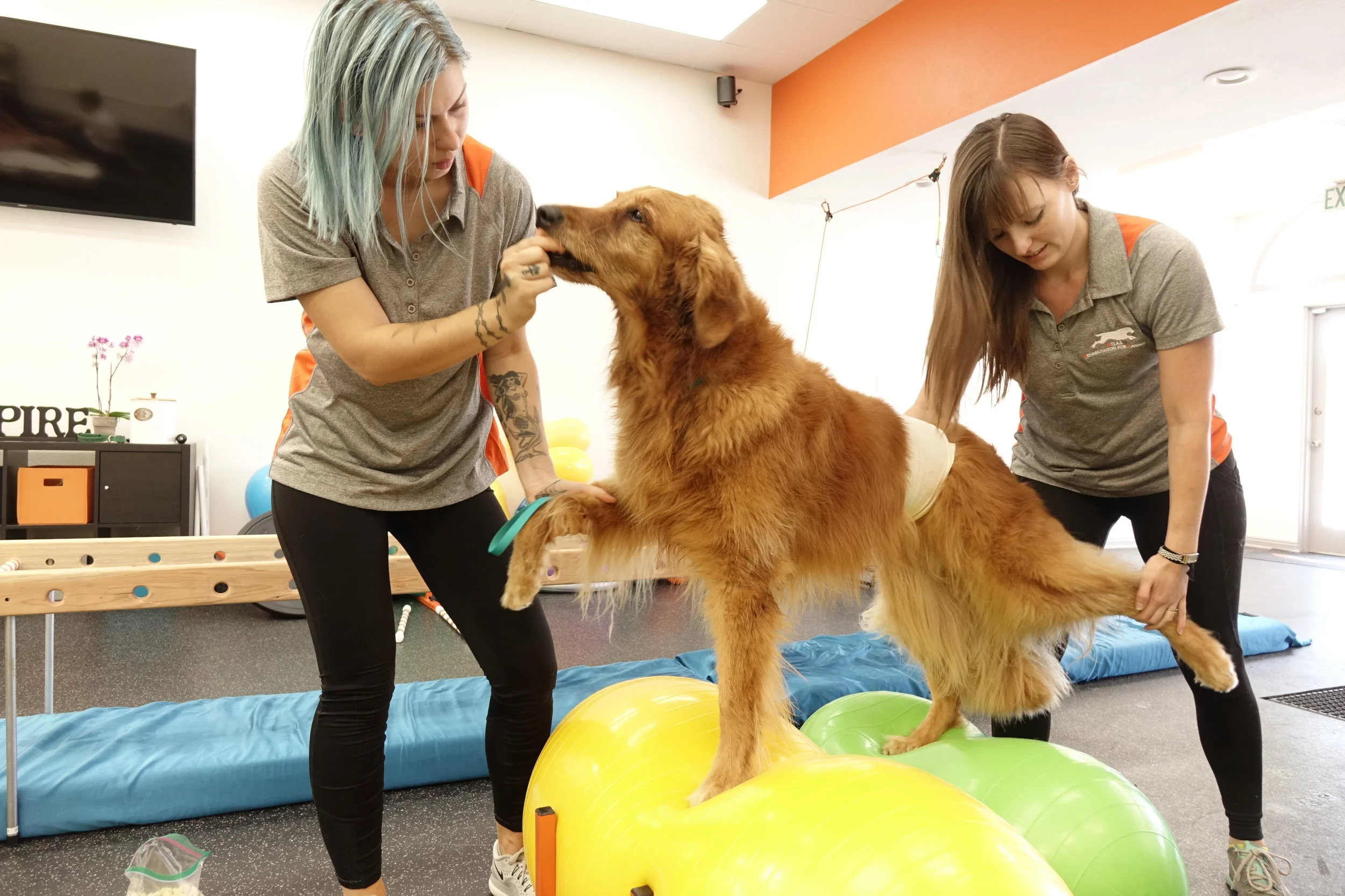 physical therapy for dogs hind legs