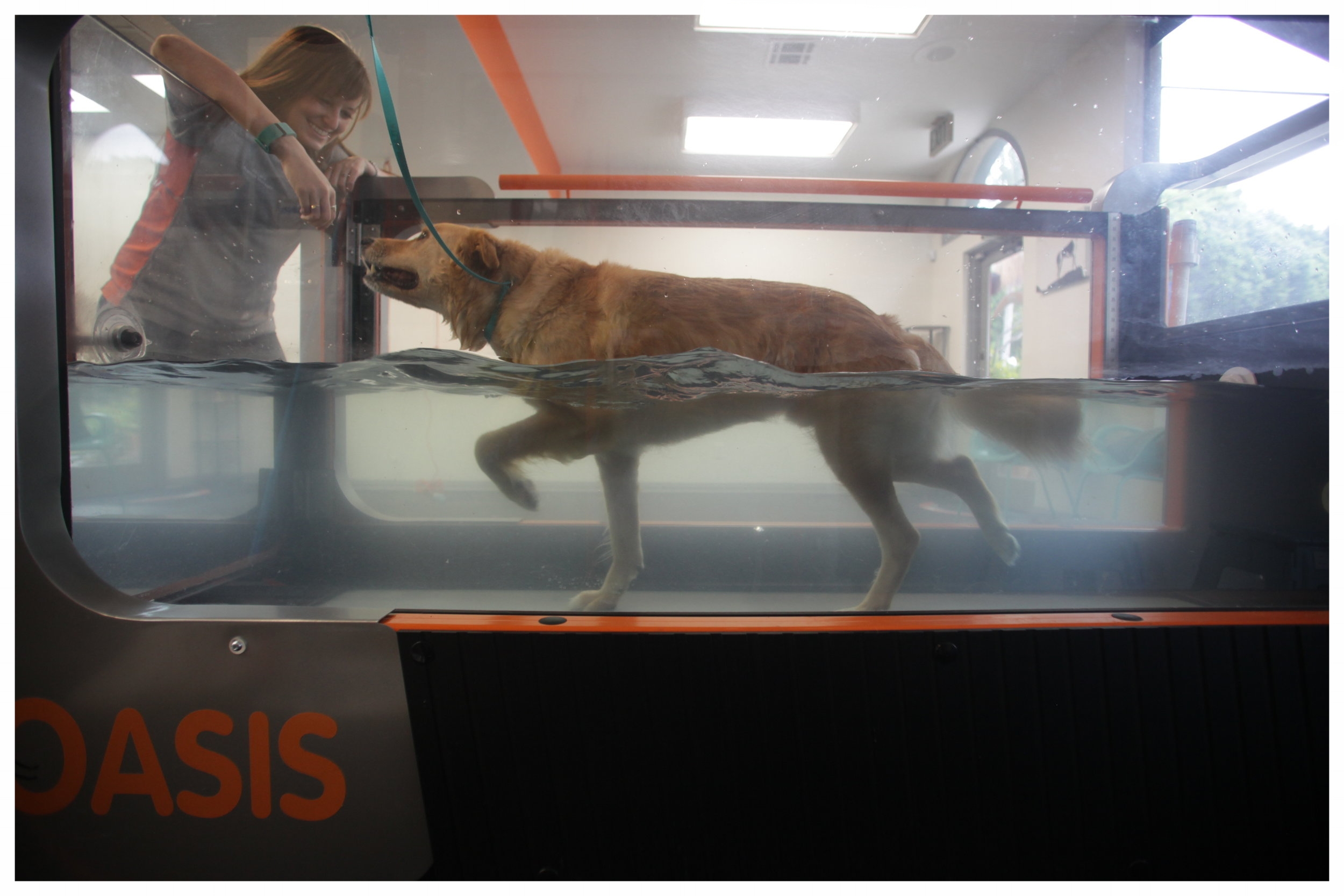 Canine and other Animal TreadMills - Otto Environmental