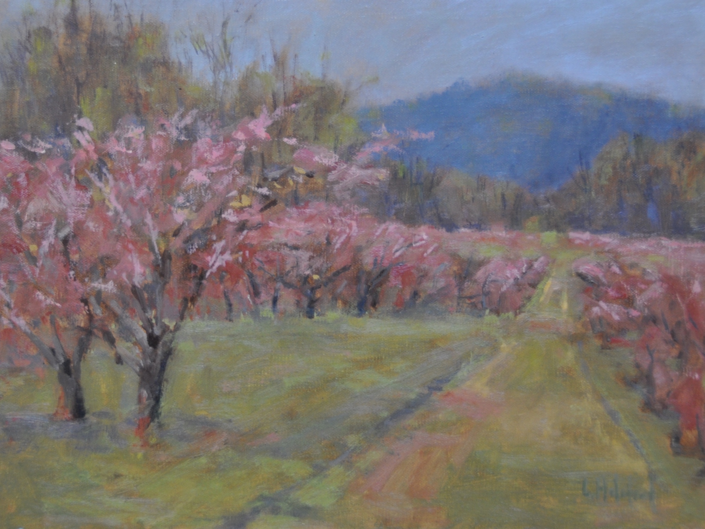 Orchard Pink, Oil on linen, 9 x 12