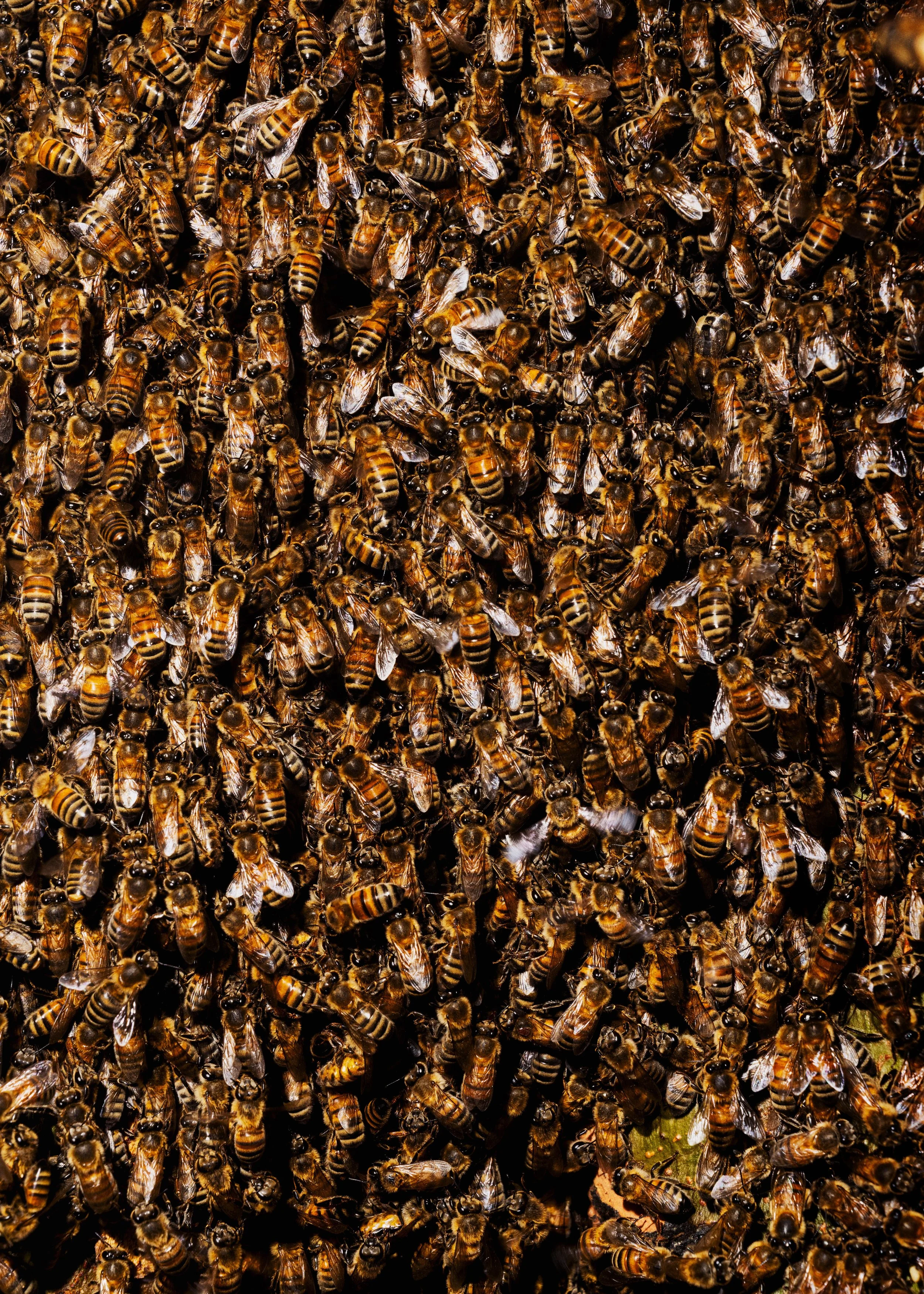 ENR_LATIMES_BEES_02_1.jpg
