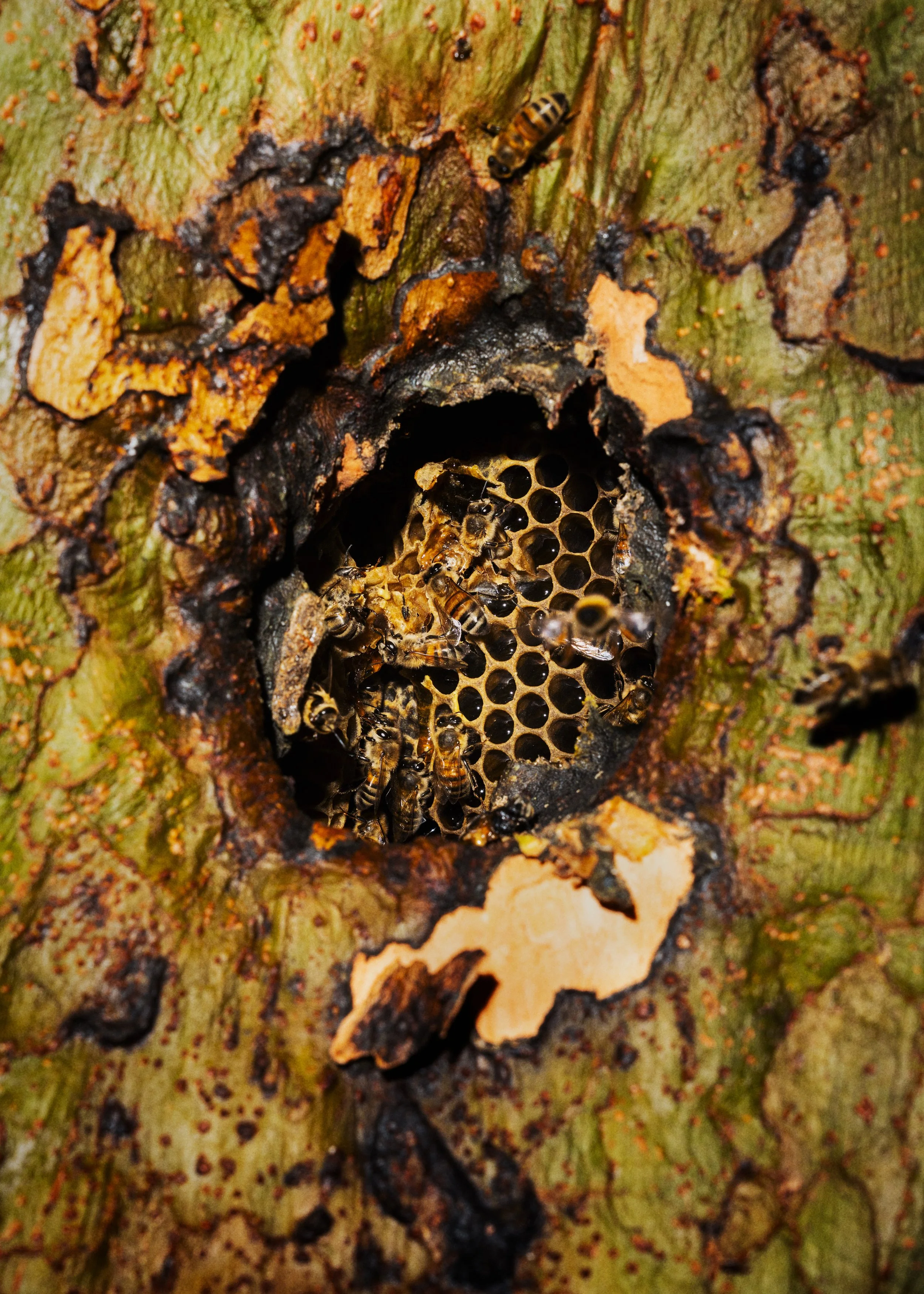 ENR_LATIMES_BEES_01.jpg