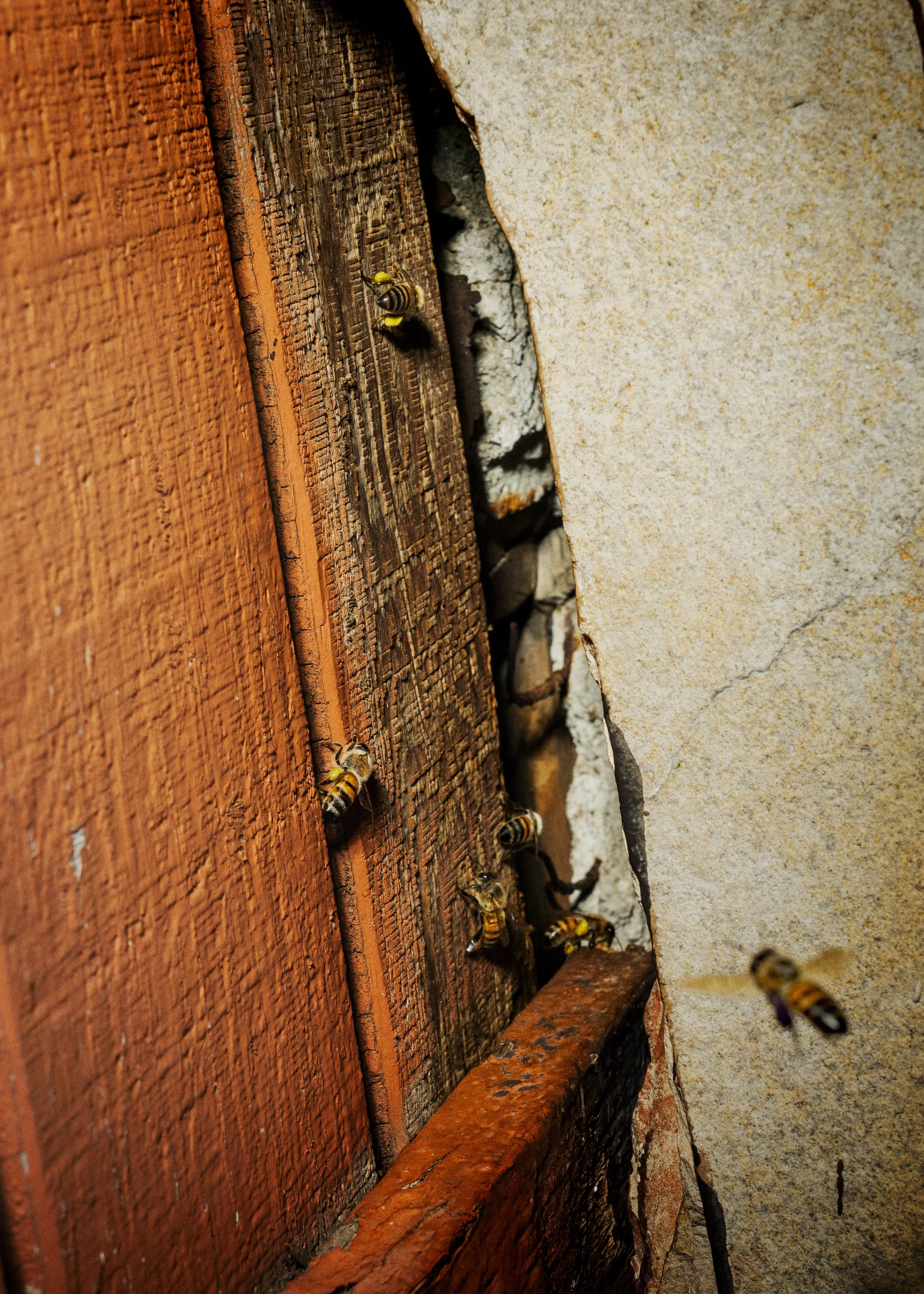 ENR_LATIMES_BEES_22.jpg