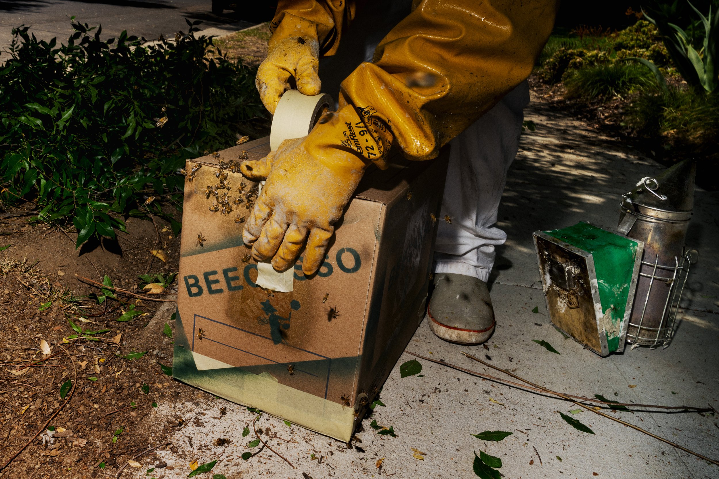 ENR_LATIMES_BEES_12.jpg