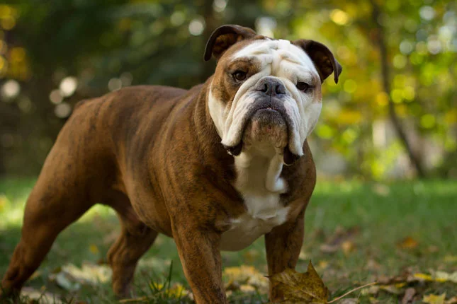 Bulldog.jpeg