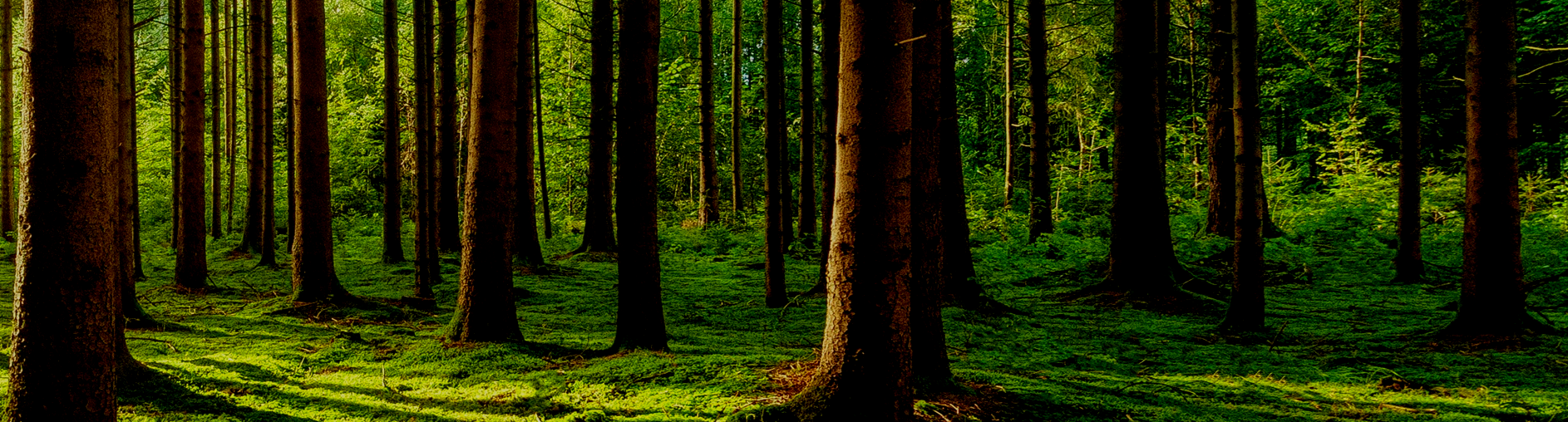 Time To Focus On The Bullish Forest Or The Bearish Trees?