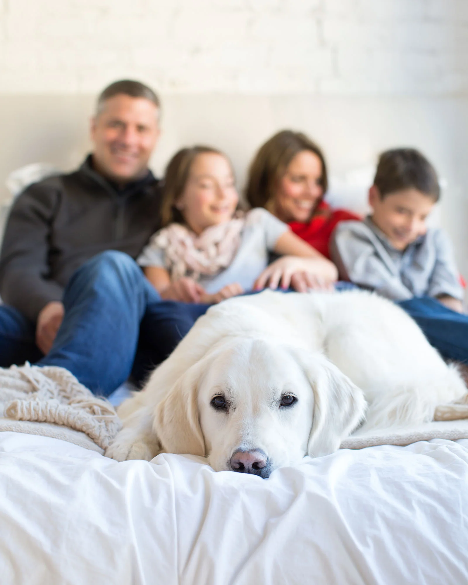 dog_on_bed_with_family_in_background.jpg