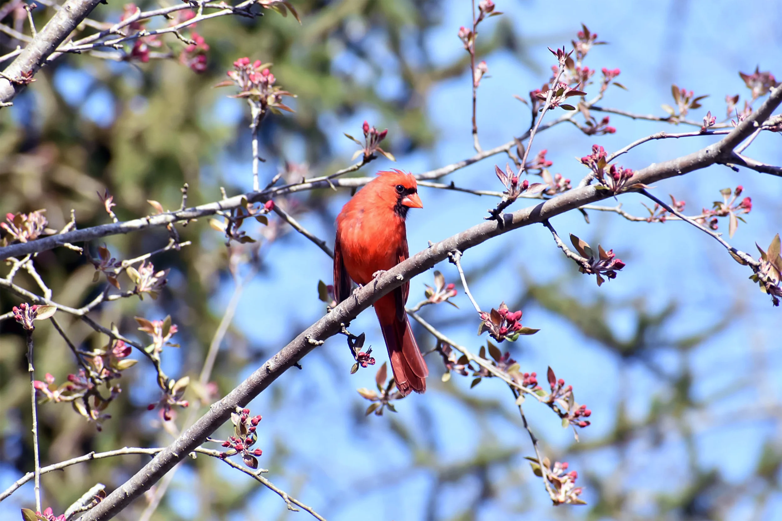 Men's Gathering: Birding with Rod