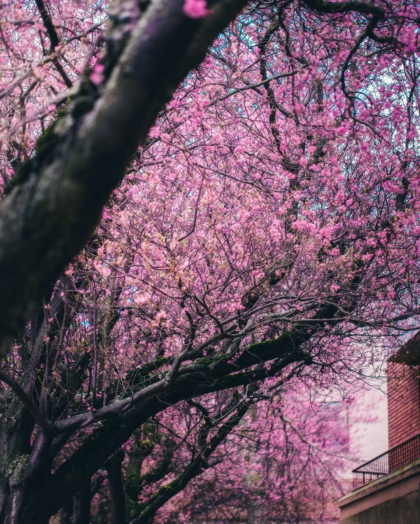 Sweet Cherries.

The cherry blossoms are coming to life downtown on View Street! Lasting February and March, you&rsquo;d want to see them while you can as they&rsquo;re quite fleeting. It&rsquo;s always a must for me to grab photos of them at some po