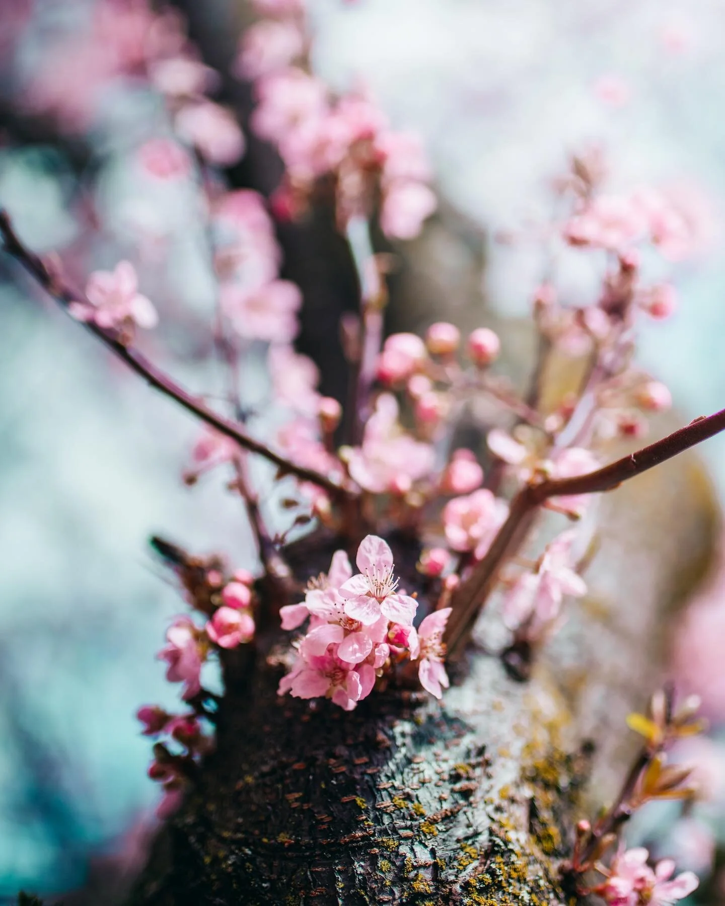 &ldquo;A perfect blossom is a rare thing. You could spend your life looking for one, and it would not be a wasted life.&rdquo;

Whenever I see cherry blossoms, I always think of the movie, The Last Samurai. If you&rsquo;ve seen it, you&rsquo;d know h