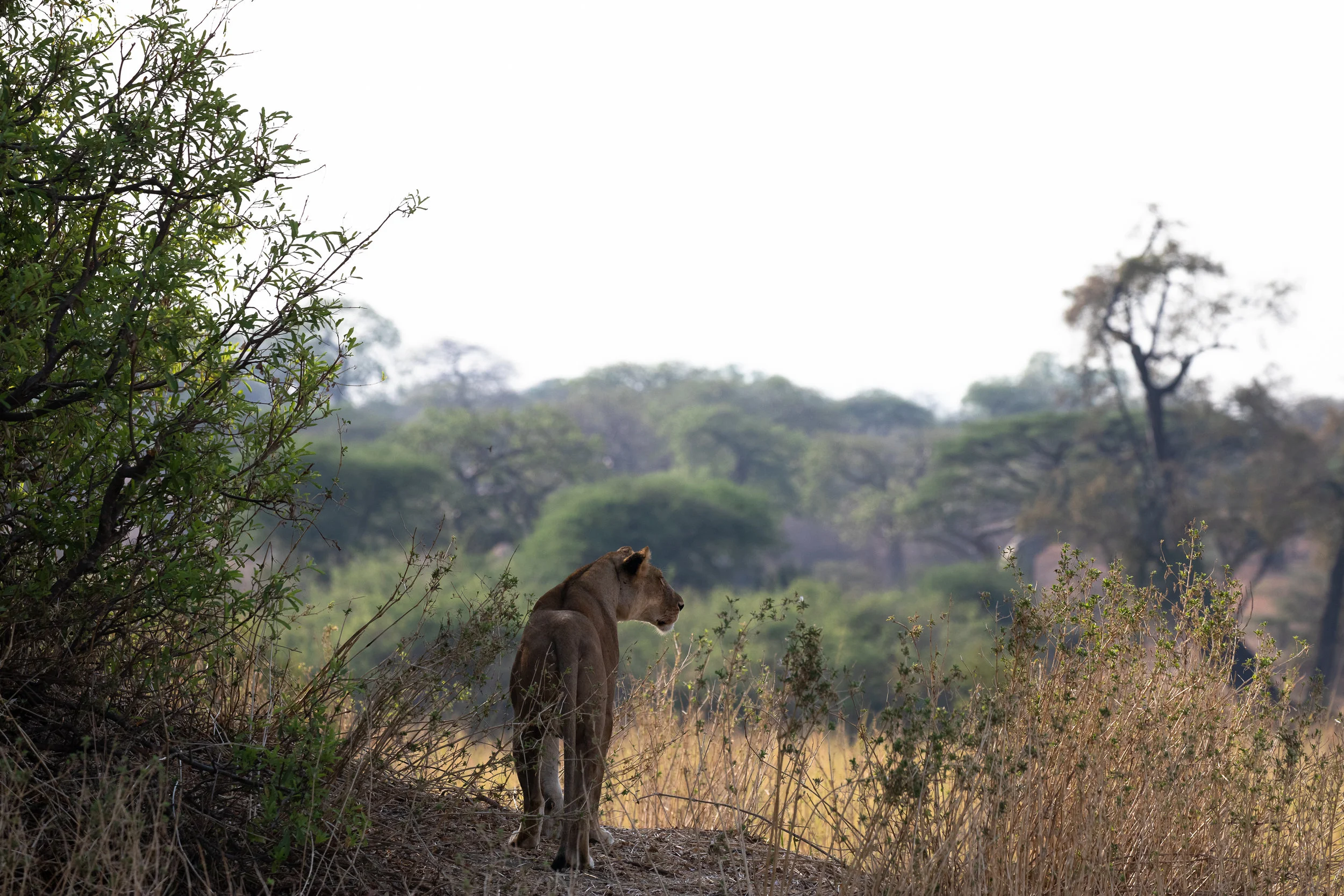 Hopeful: A lioness watches for potential prey