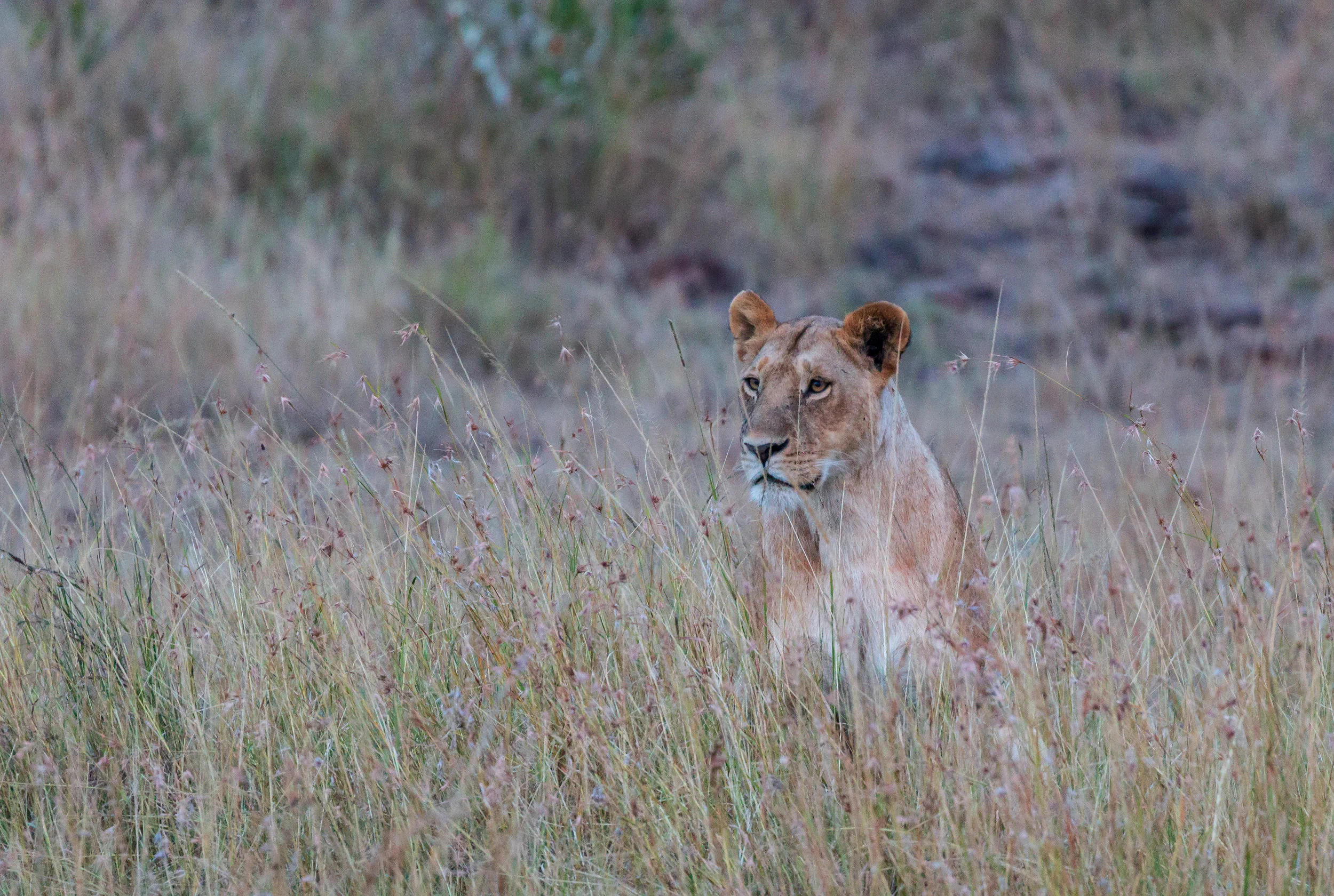 Lioness in Red Oat Grass