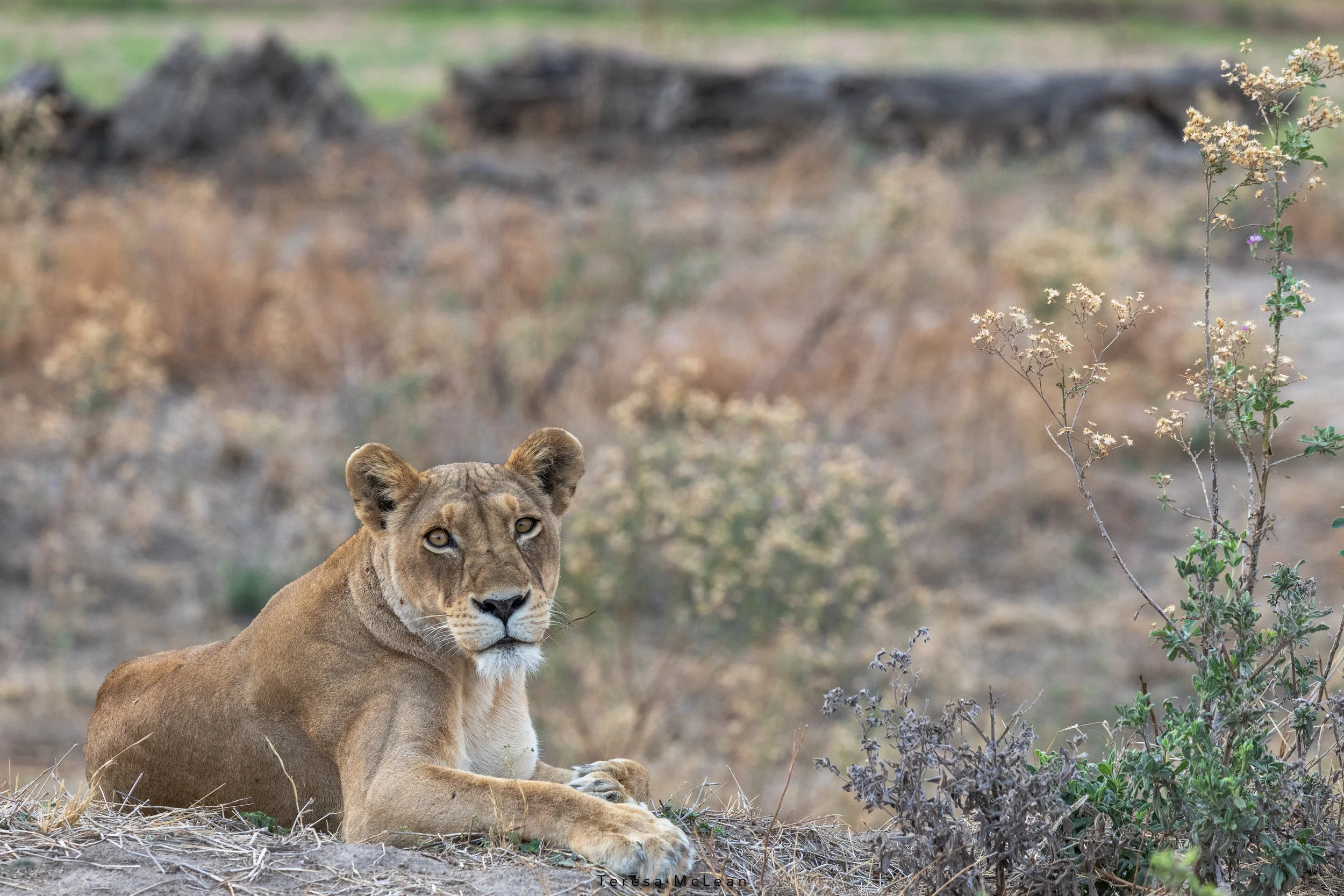 A Queen in Ruaha
