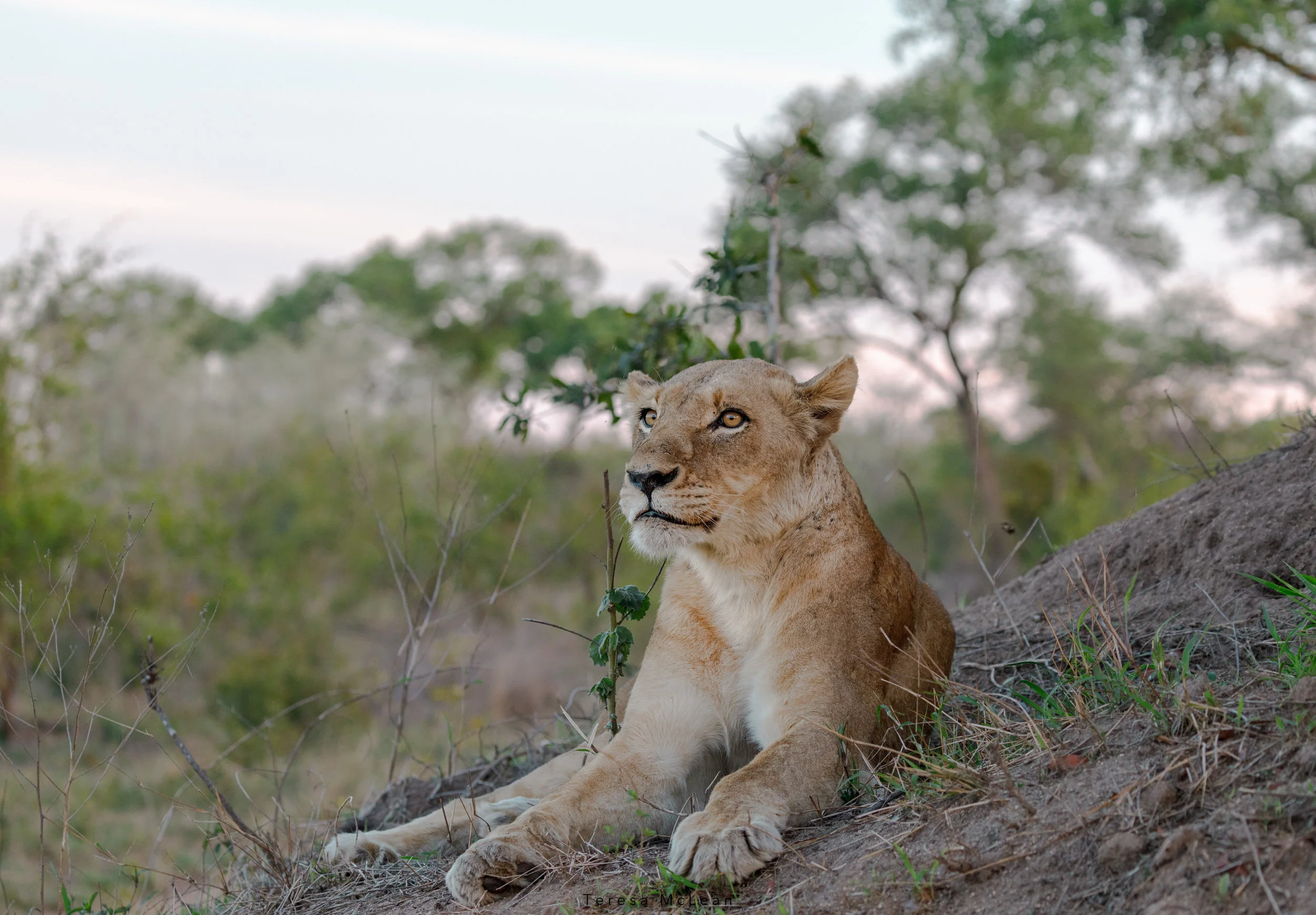 A Portrait of a Lioness