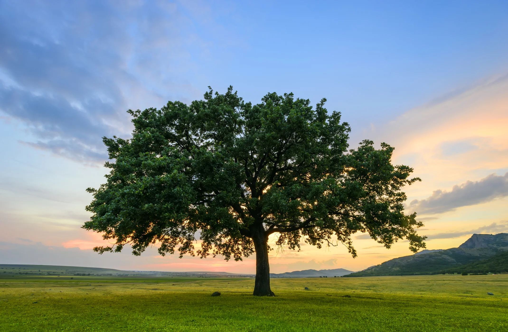 Photo by Tutye/iStock / Getty Images