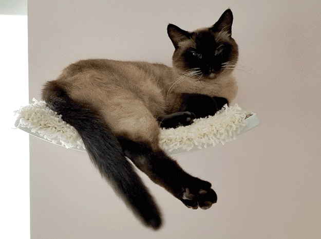 Tail_Flip_Resized.gif
