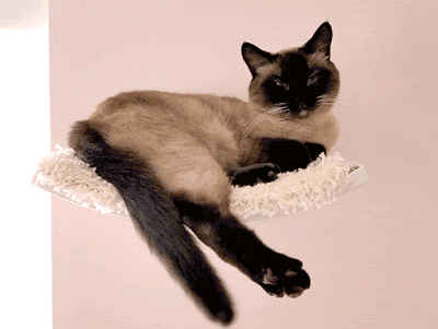 Exponential Cuteness Cat Shelf