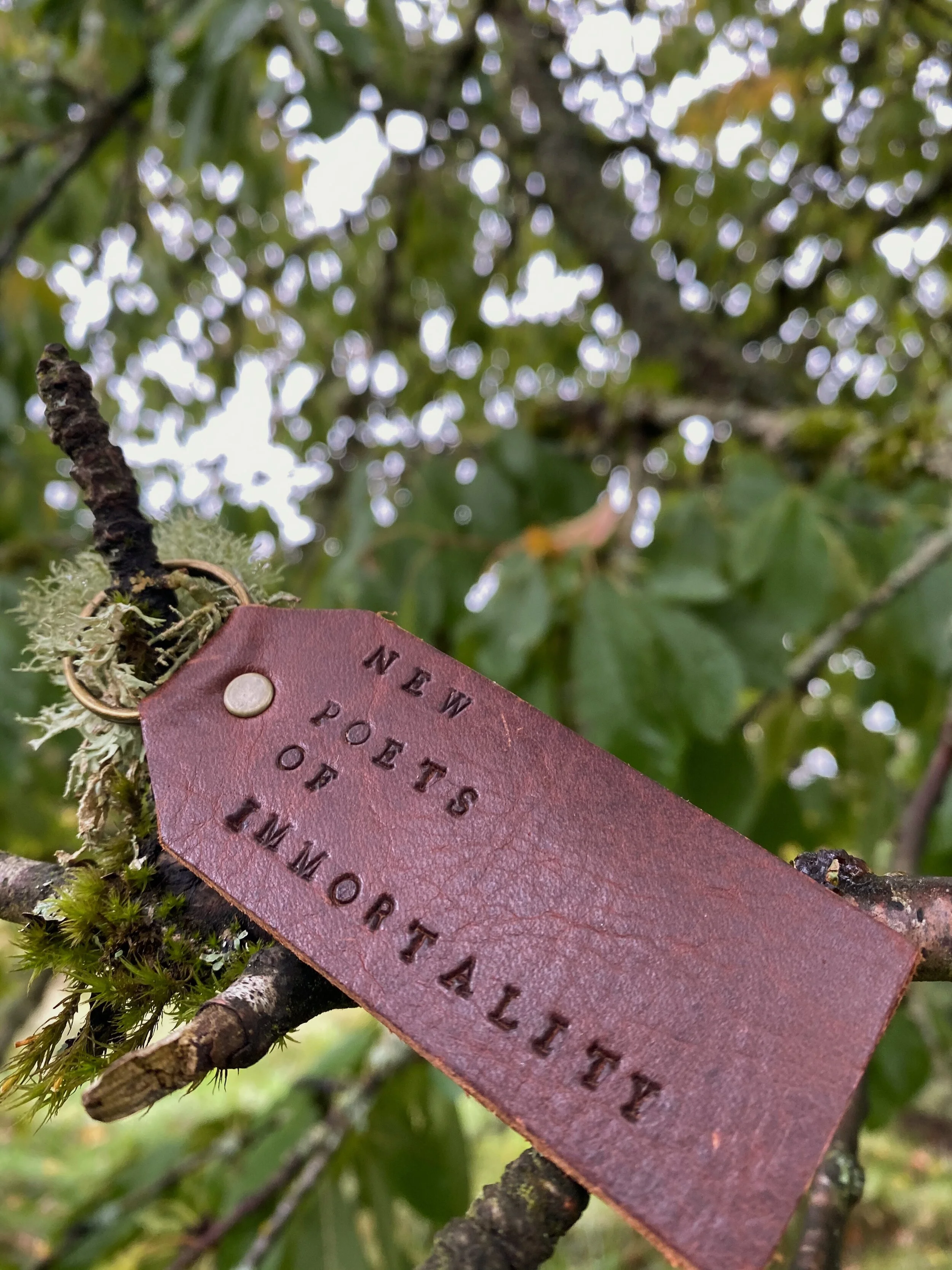 NPOI back in tree.JPG