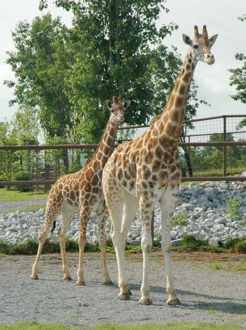 reticulated_giraffe_2.jpg