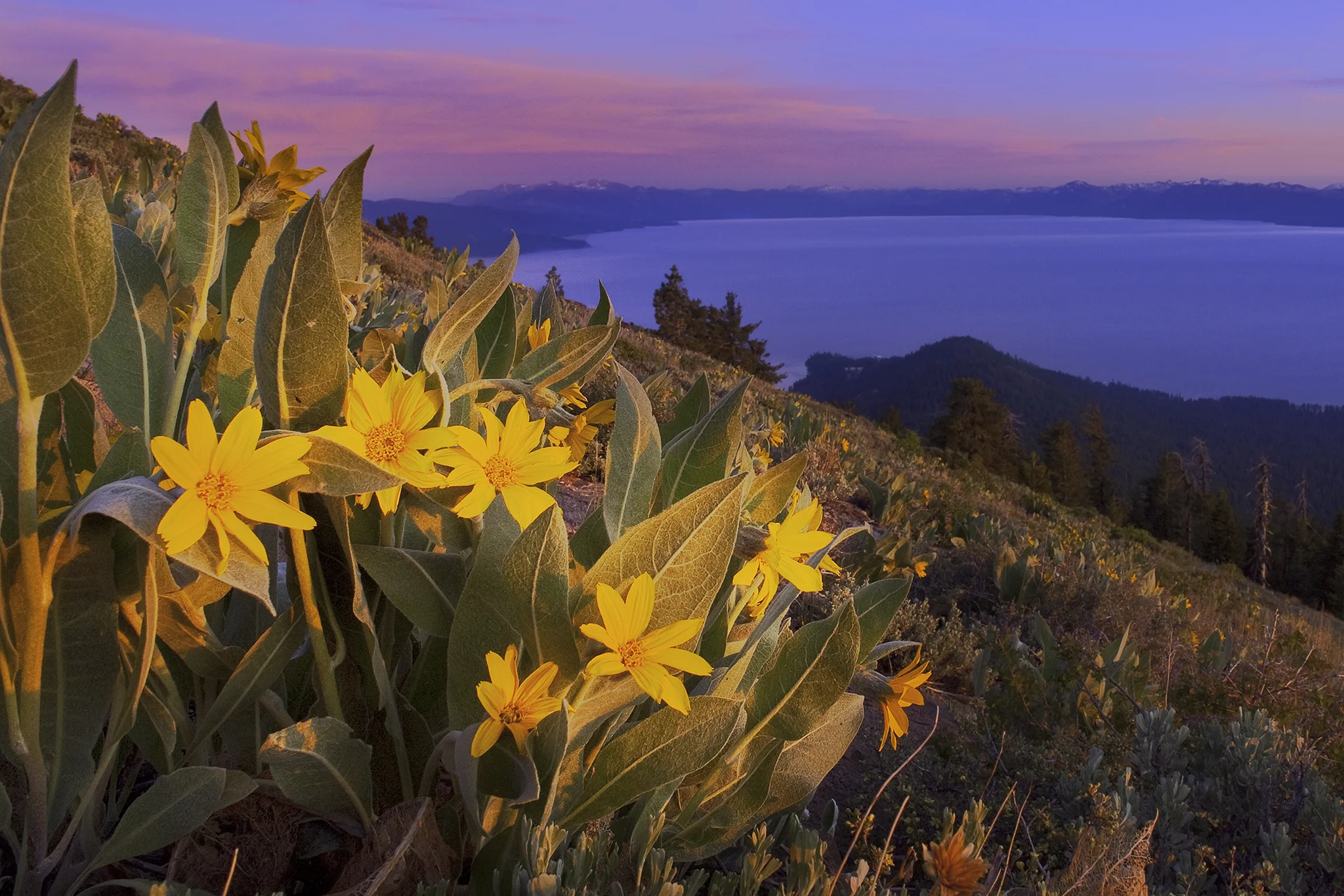 yellow mule's ears flowers above Lake Tahoe at sunset