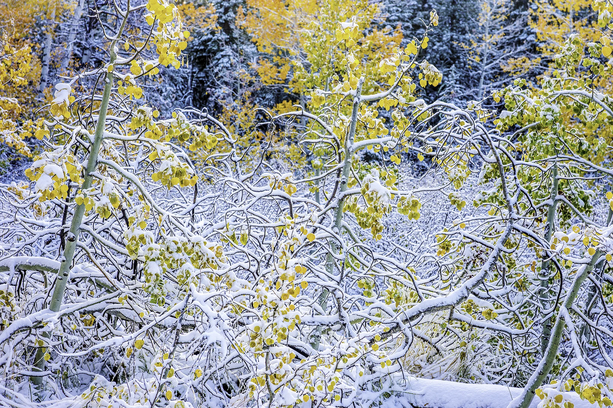 New snow and yellow autumn aspens