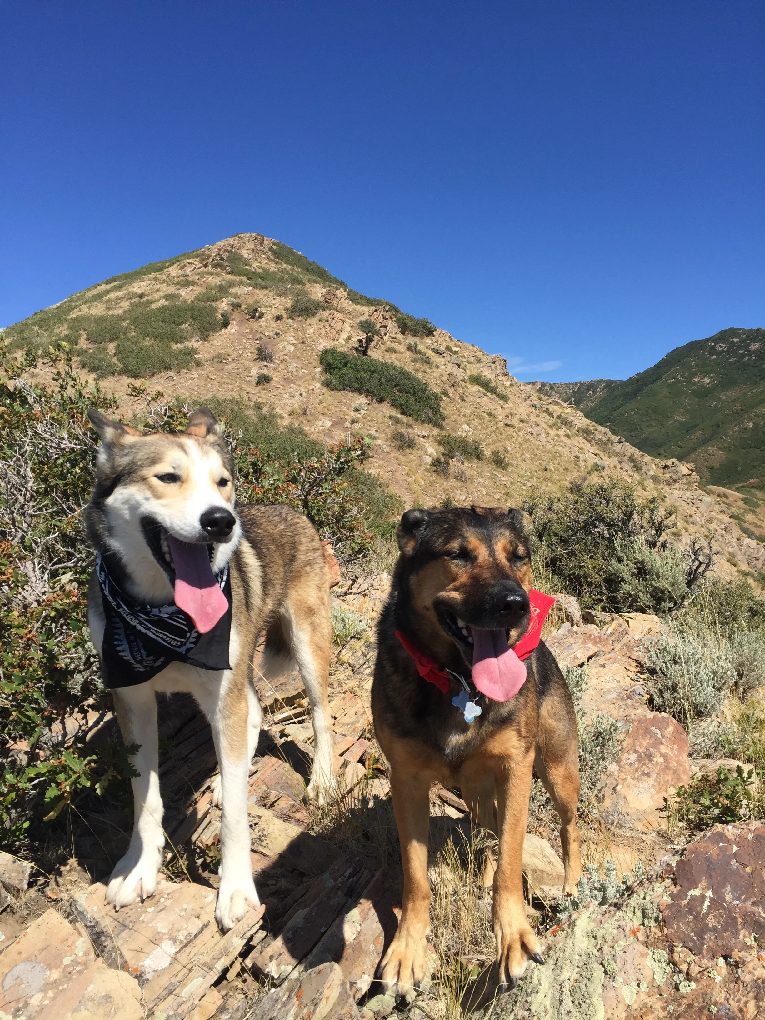 Still not to the top but the pups were already enjoying themselves immensely. I think at this point we had two peaks left to climb. 