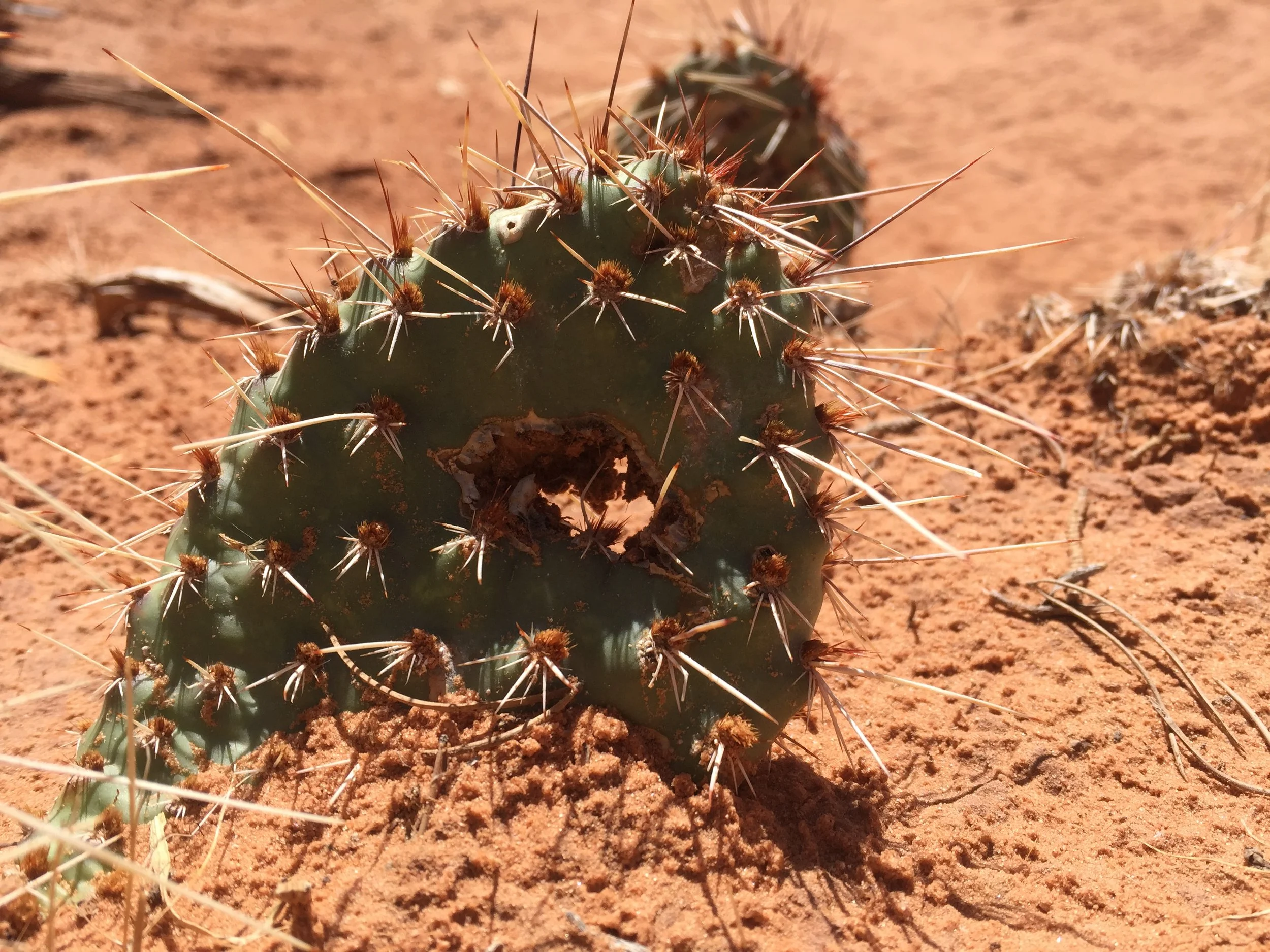 Even the cacti have arches in Arches National Park.