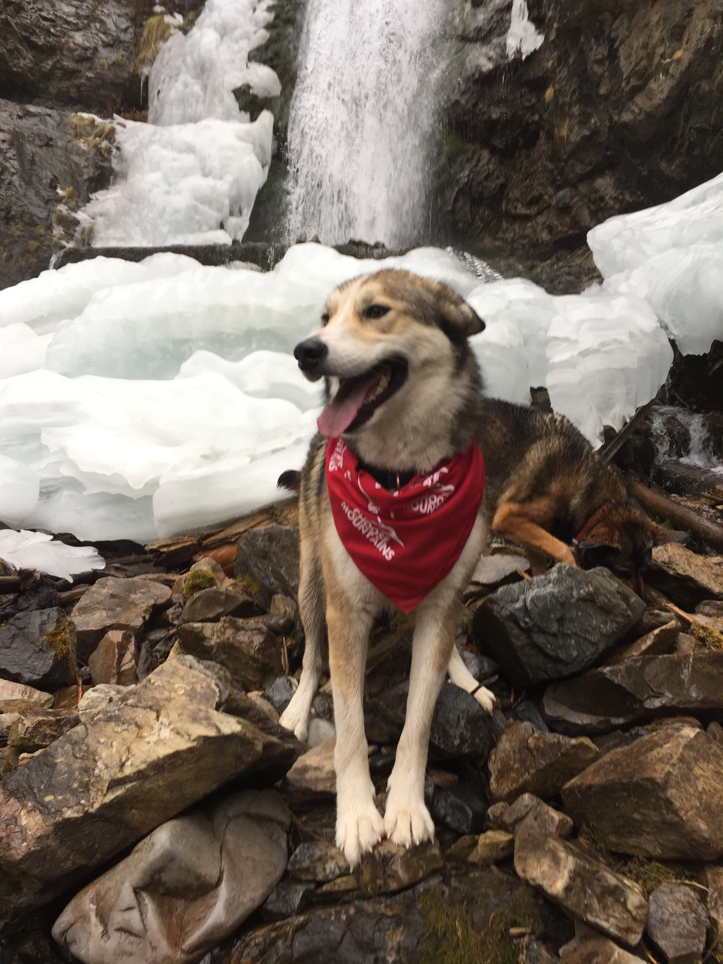 Upper Falls Pups.jpg