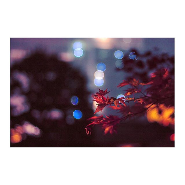 Autumn lights ✨🍁 Kyoto, 10/2010
.

#autumn #autumnleaves #fall #autumcolors #maples #momiji #もみじ #紅葉 #nature #bokeh #bokehlicious #ぼけ #秋  #🇯🇵 #japan #日本 #kyoto #京東 #japanesegarden #日本庭園 #japantrip #travel #nightphography #photography