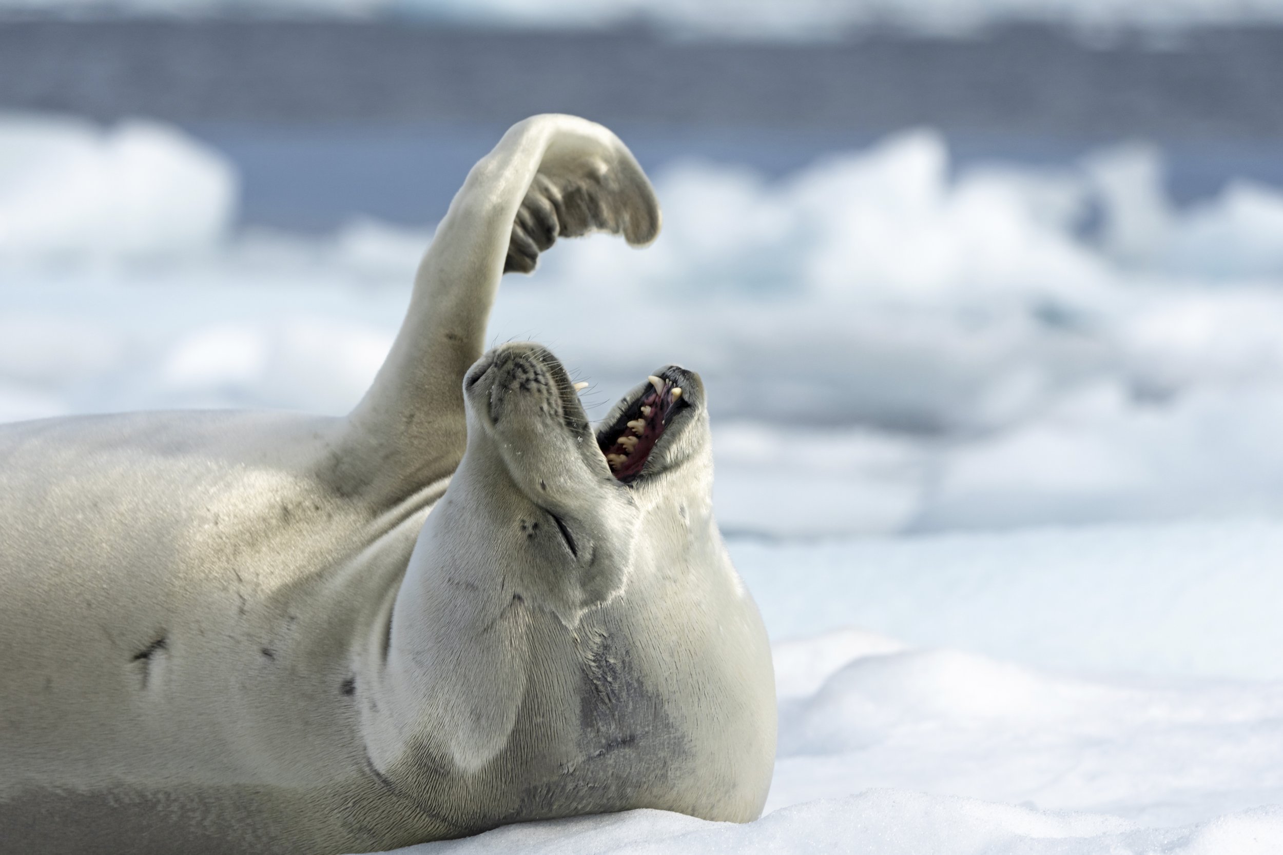 02_Crabeater Seal view during zodiac cruise at Buchanan Passage_January 29, 2023_Antarctica in Depth 26 Jan to 6 Feb, 2023 by Pablo Bianco.jpg