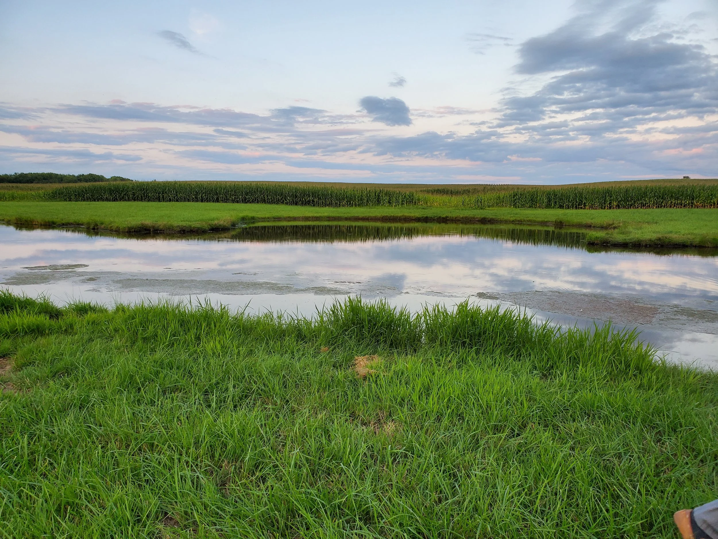 A retention pond that helps prevention farm runoff from directly entering Lake Kegonsa.