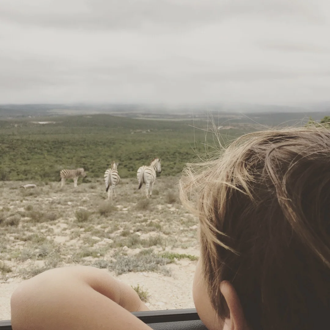Mirando las zebras desde la ventana del auto.