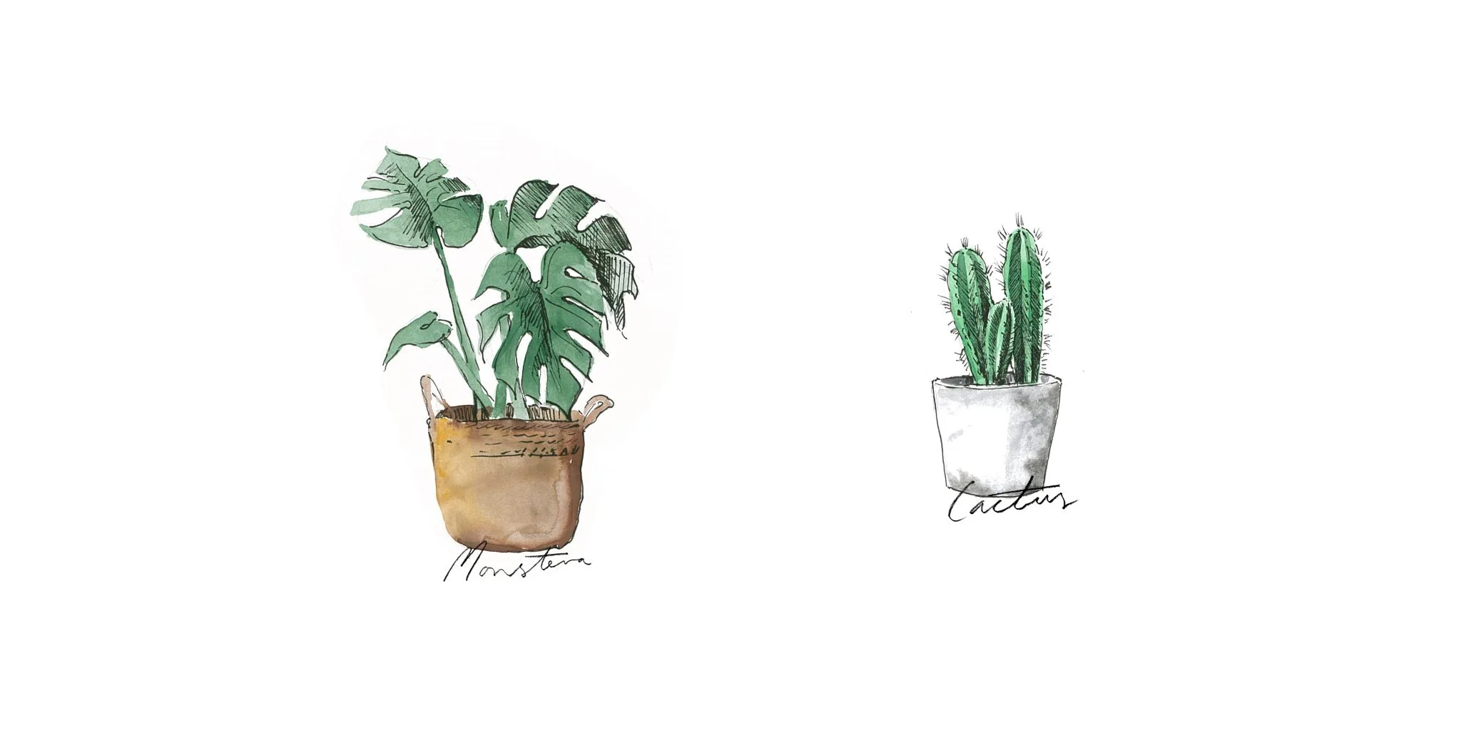 Top 10 indoor plants with 'The Sisters'