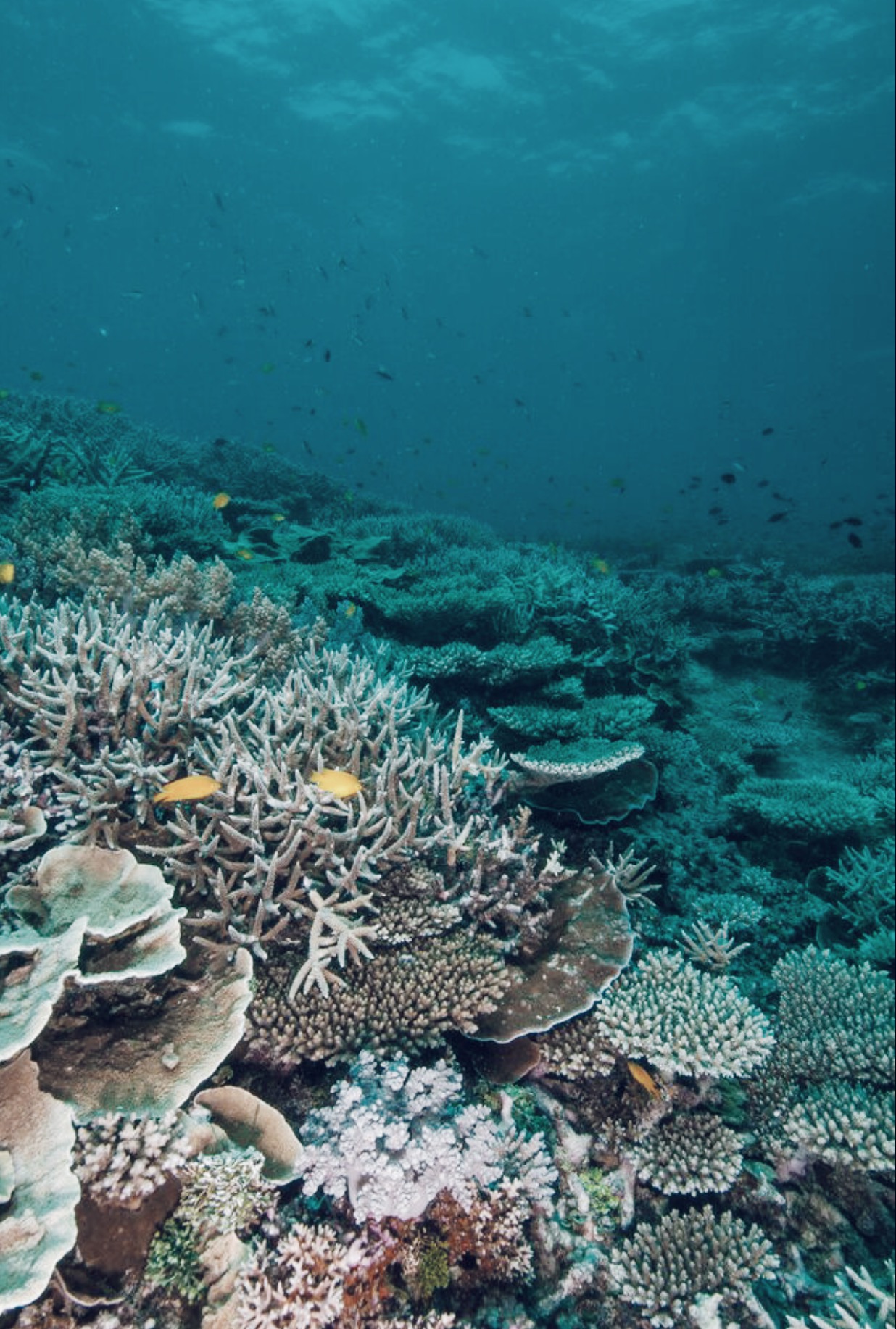 TBP X The Great Barrier Reef Foundation