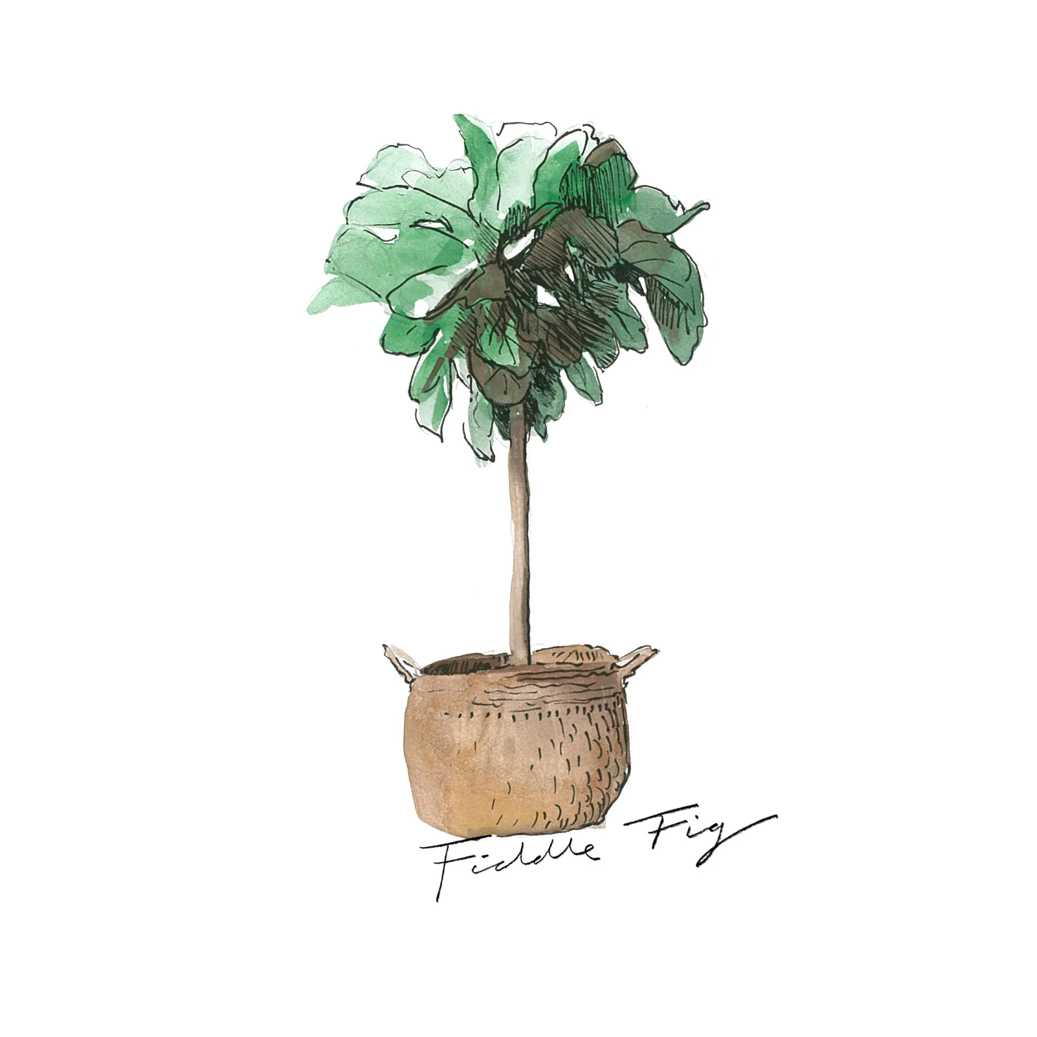 Fiddle Fig - Indoor Plants - The Beach People