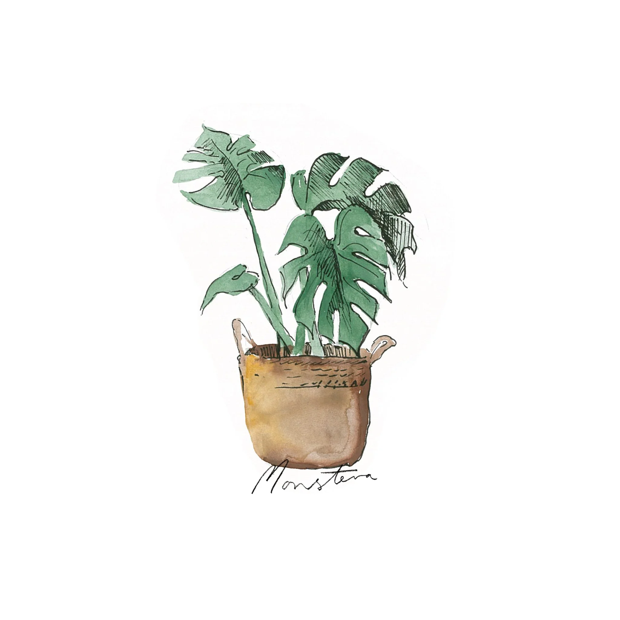 Monstera - Indoor Plants - The Beach People