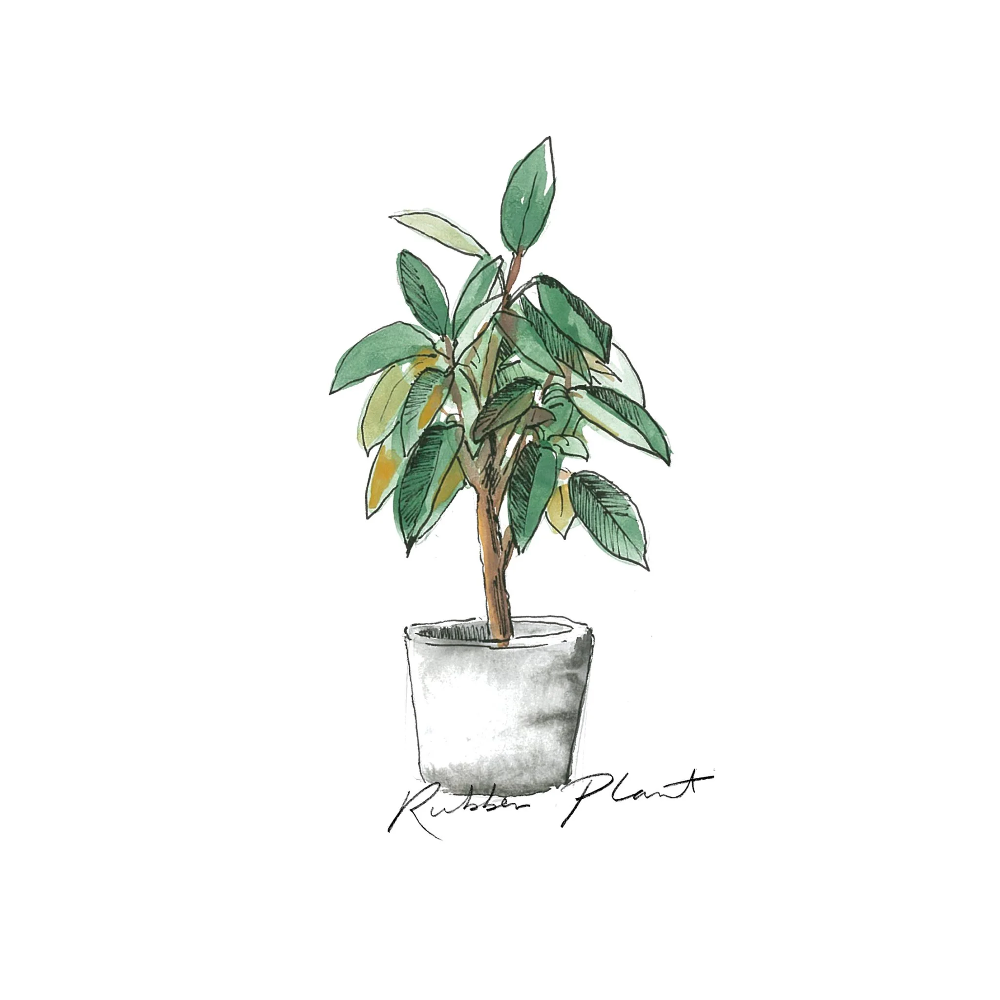 Rubber Plant - Indoor Plants - The Beach People